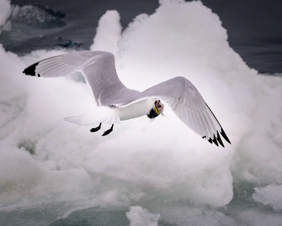 That fish looks a little large...  