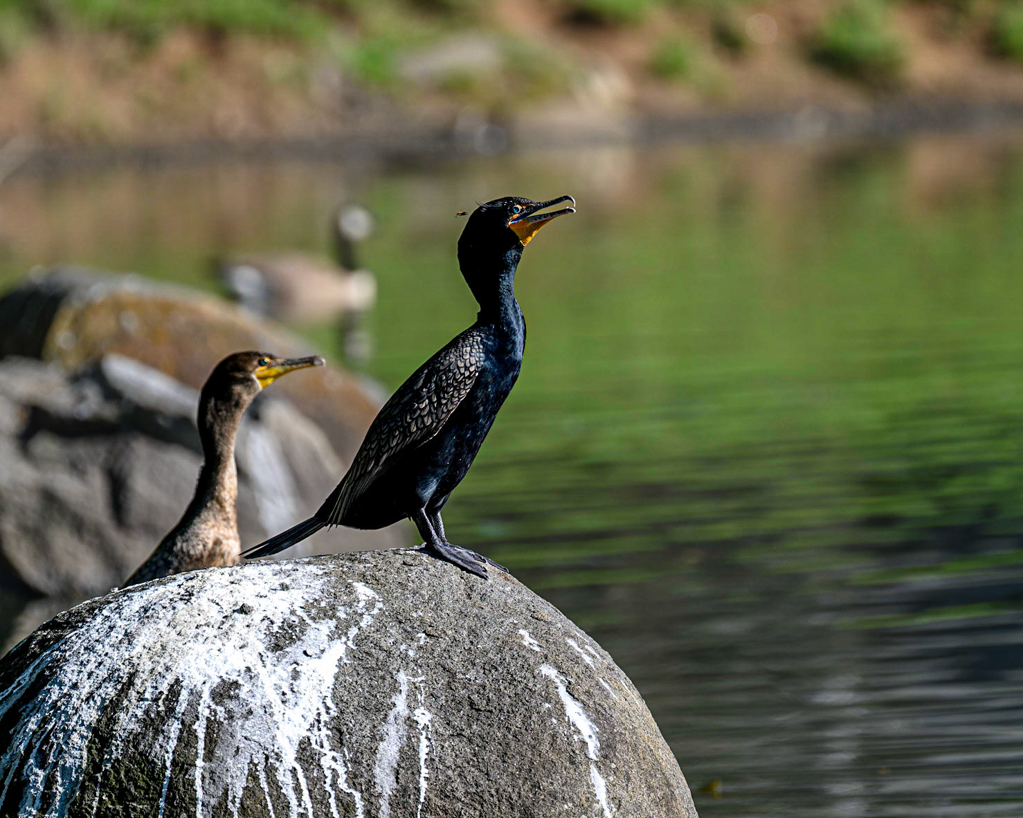 An unusual site to see Cormorants at a local pond