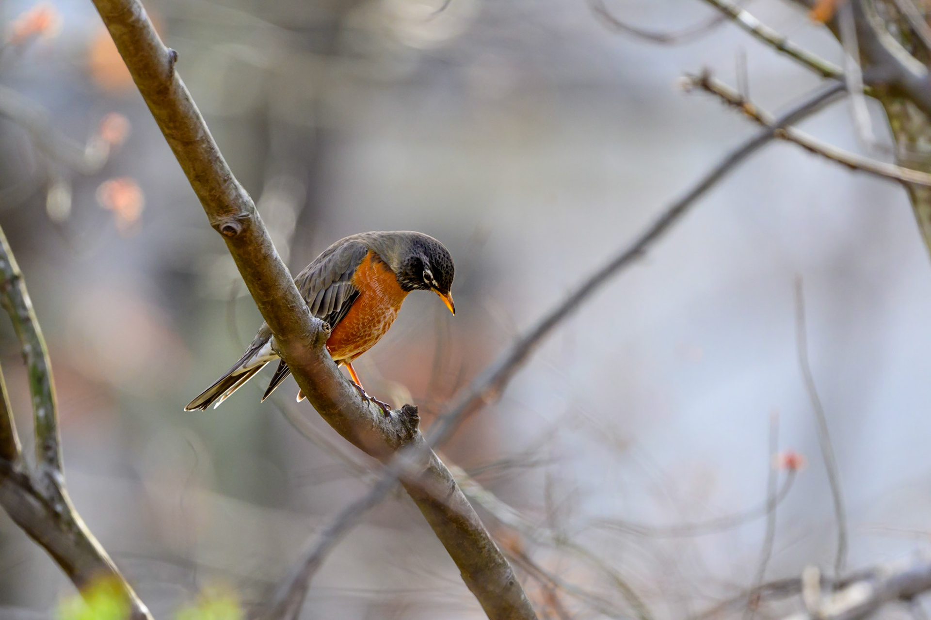An American Robin