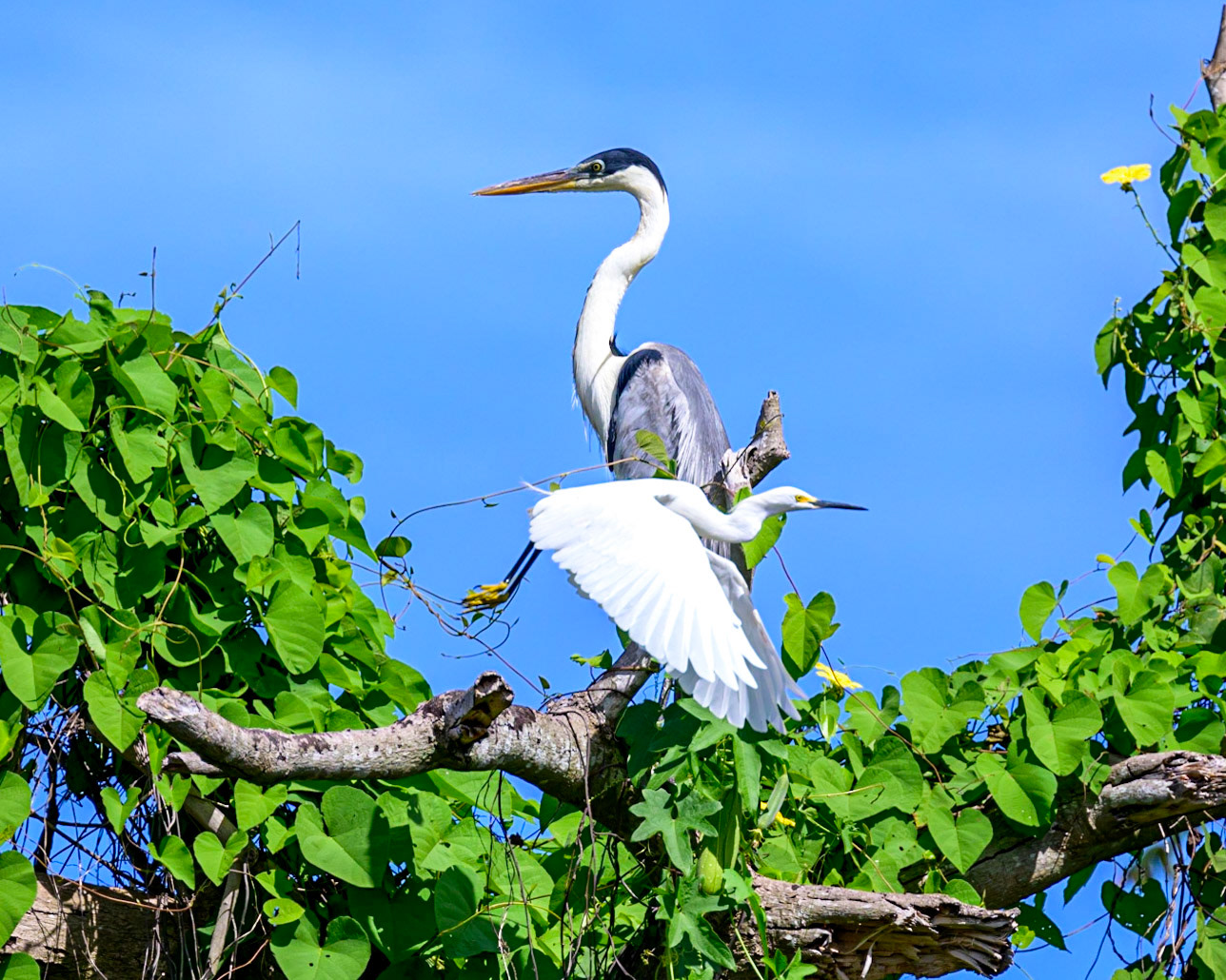 A Snowy Egret departs after sitting with a Cocoi Heron on a dead tree