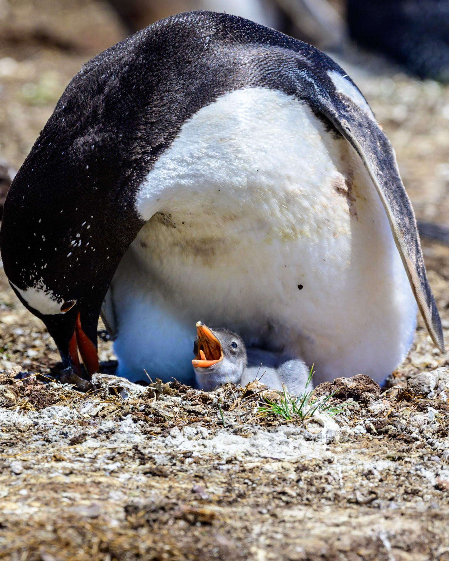 Gentoo Penguin and chick nesting on the ground