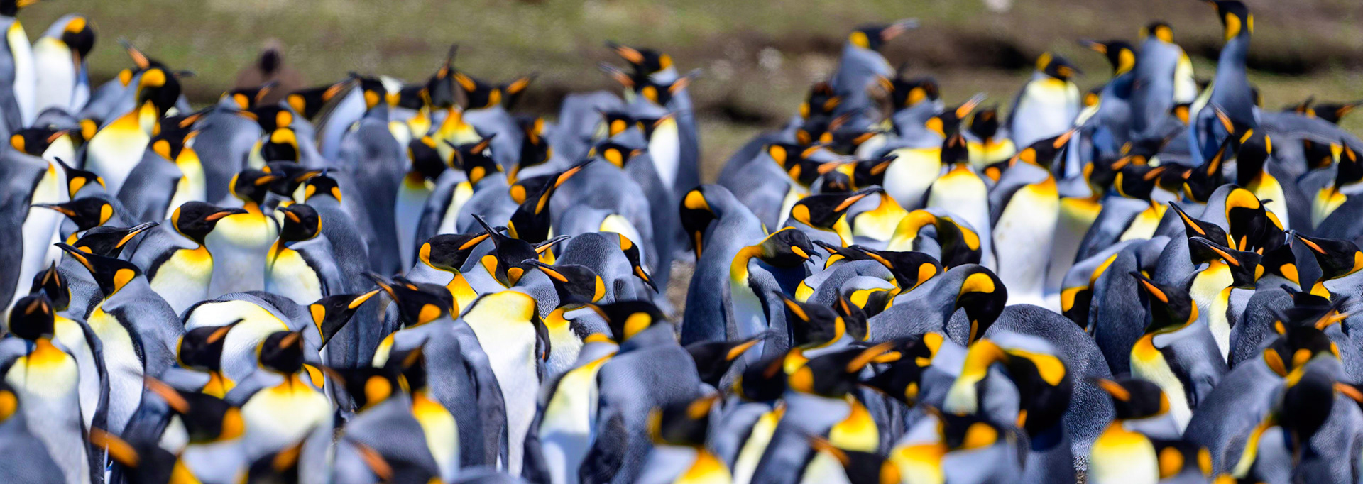 King Penguins in their rookery