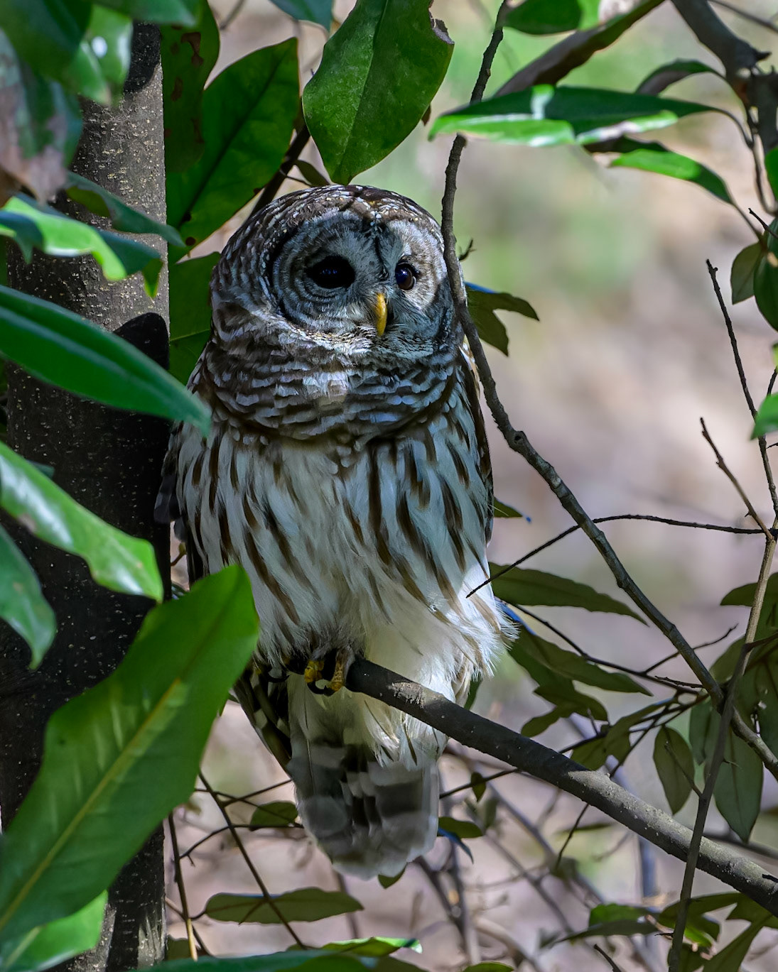 A Barred Owl taking a break