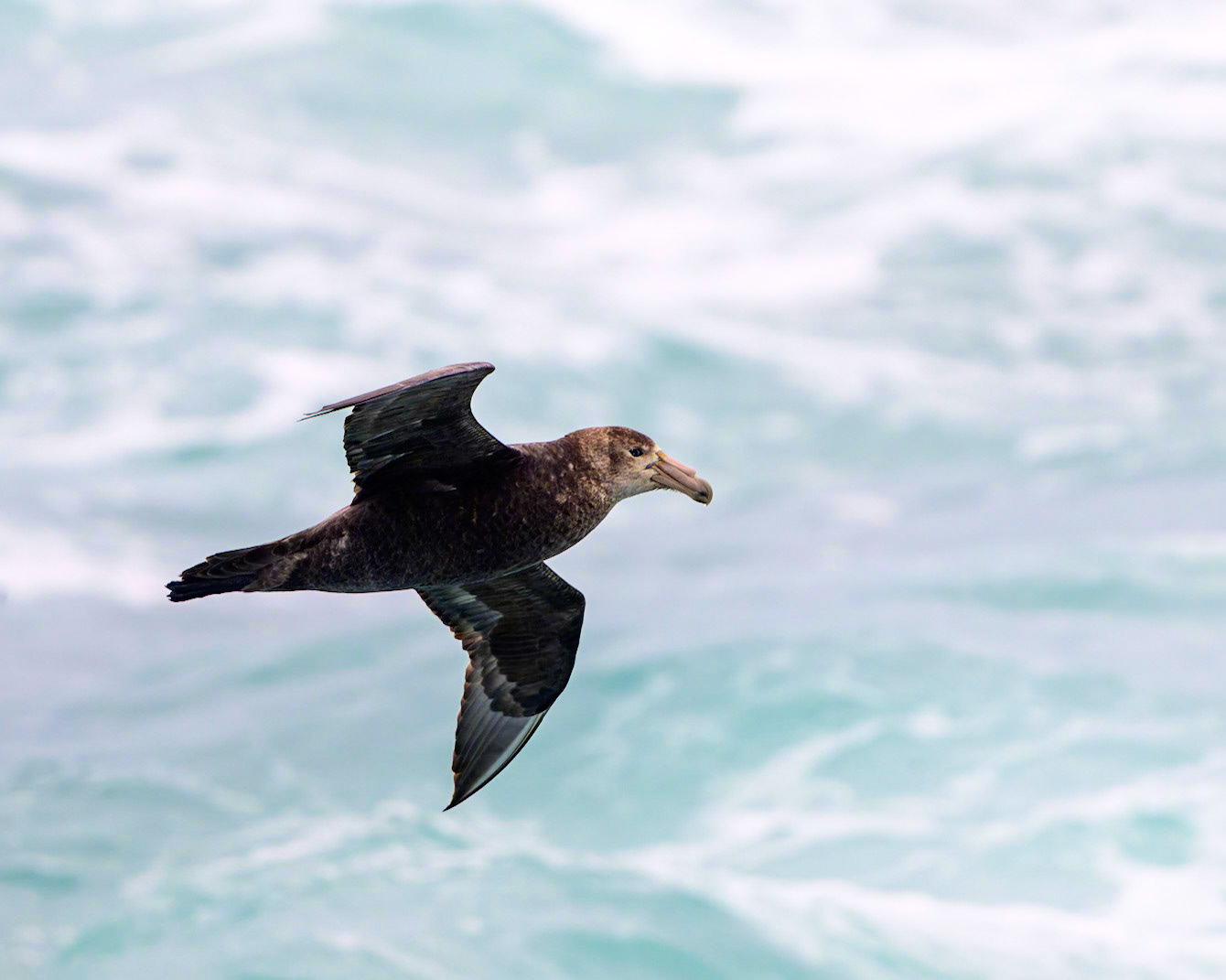 A little smaller than an Albatross, a Southern Giant-Petrel glides above the waves somewhat faster than an Albatross