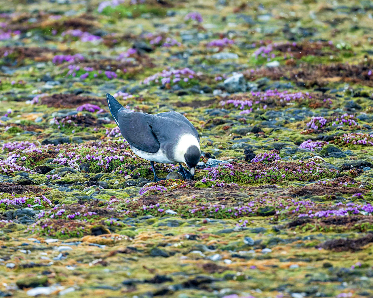 Breeding on the Arctic tundra, a Parasitic Jaeger tends to her single egg while her mate (off camera) acts as a decoy.  While not breeding, they will spend the remainder of the year at sea.