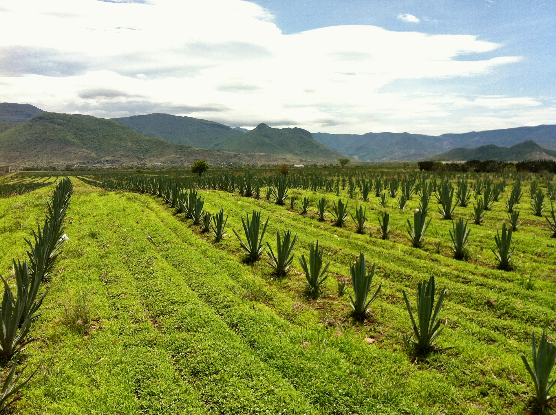 Mezcal Fields