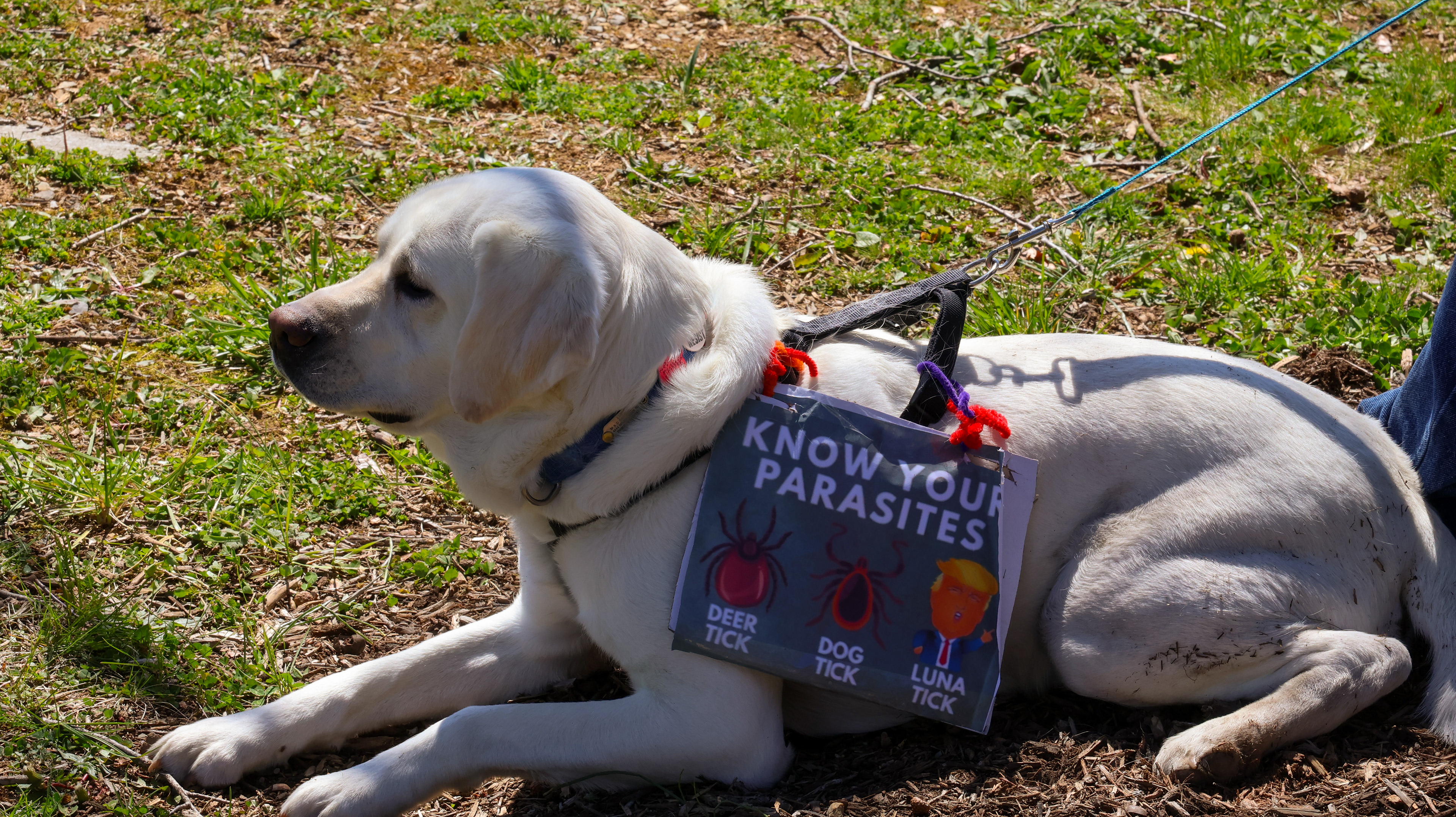 A protester named Mark brought his dog in solidarity with the protest. The dog’s sign uses play on works of Tick to protest Donald Trump: (Jackie Mitchell/JMC 4114)