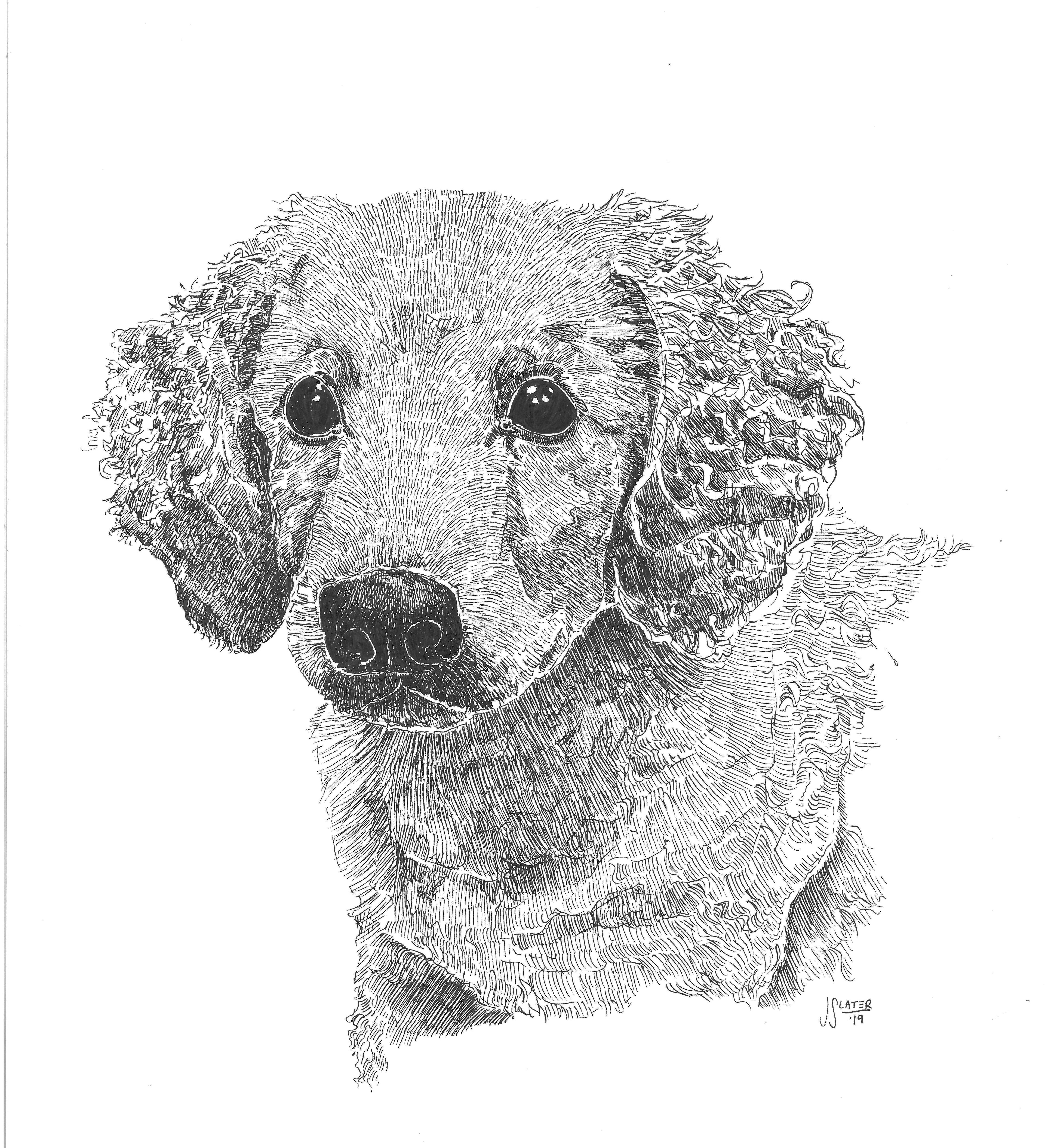 jessica slater portfolio drawing of a small cute dog, friendly, with a smile, done with pen and ink layered