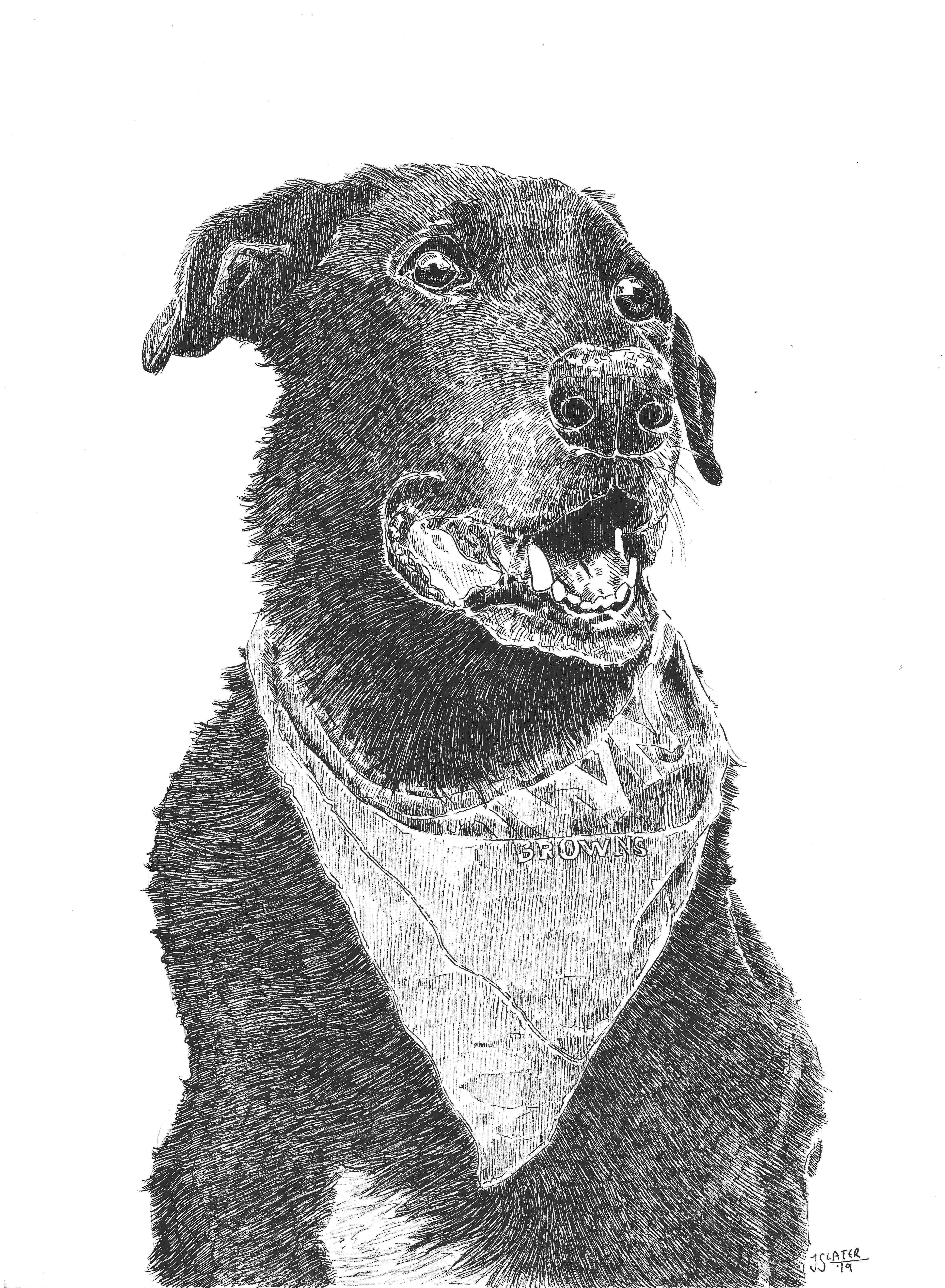 Jessica Slater fine art portfolio dog portrait drawing, pen and ink, black Labrador retriever