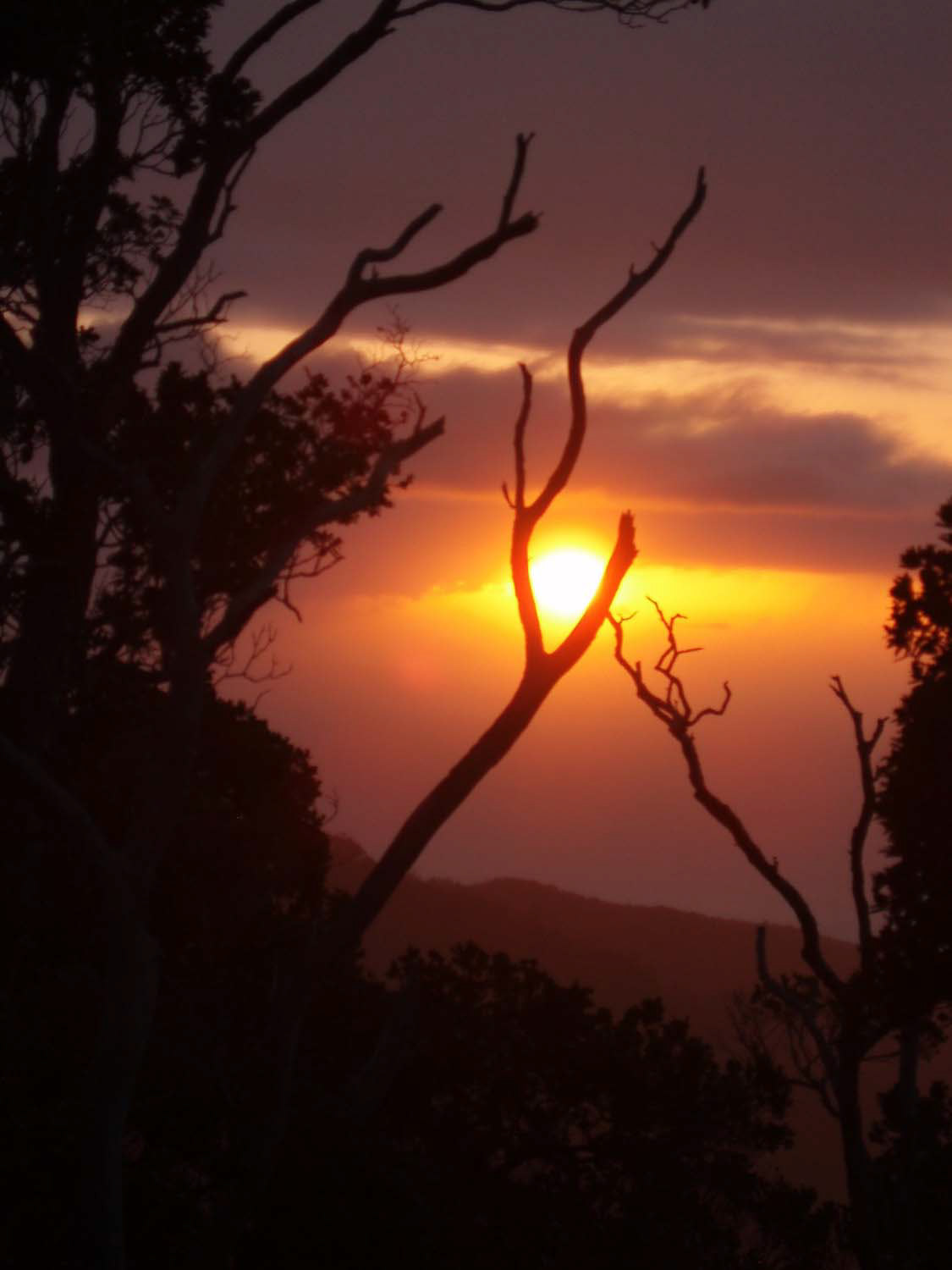 Kokee State Park, Kauai  35mm Color Photograph
