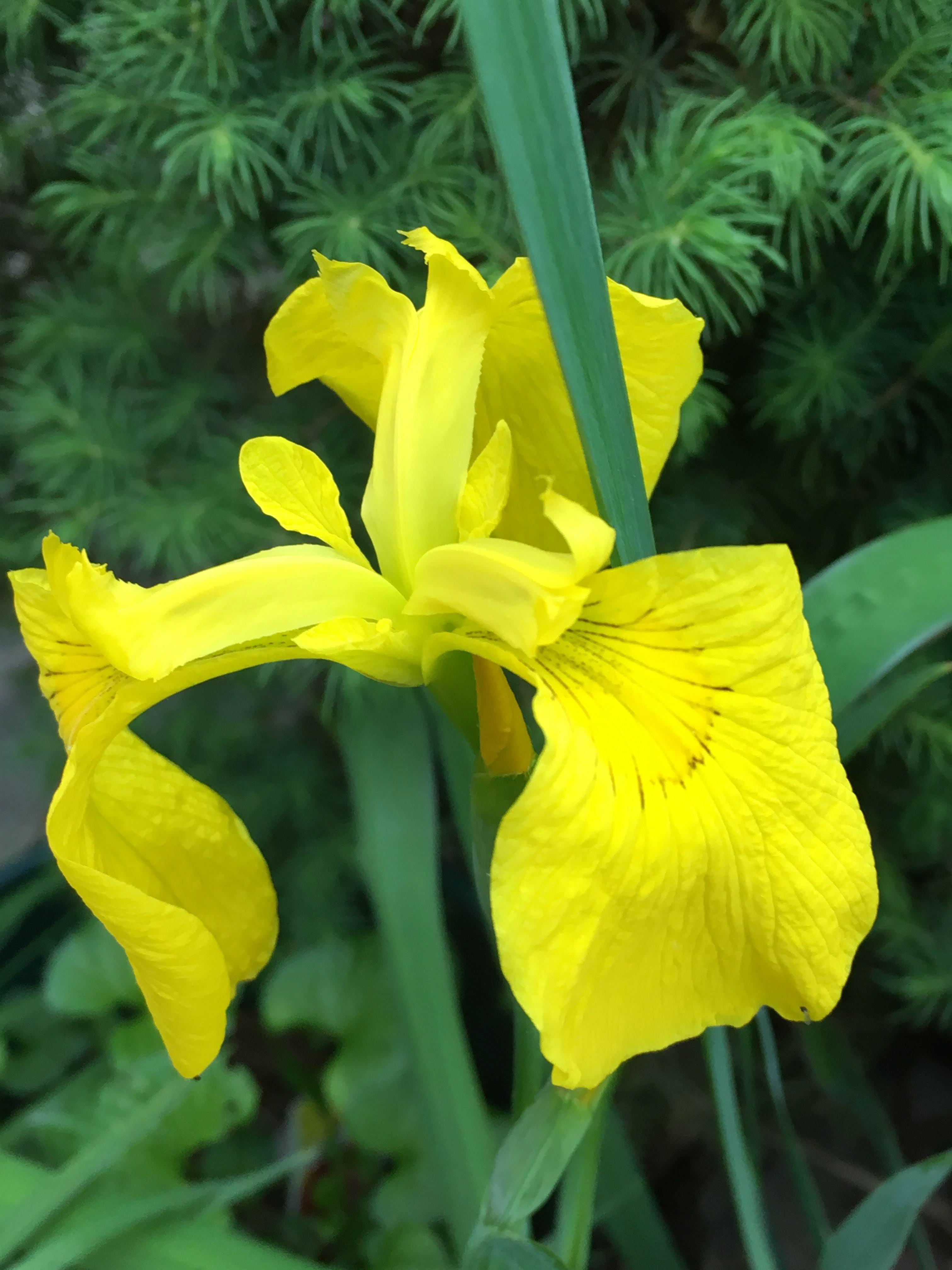 Yellow Iris  Digital Photograph