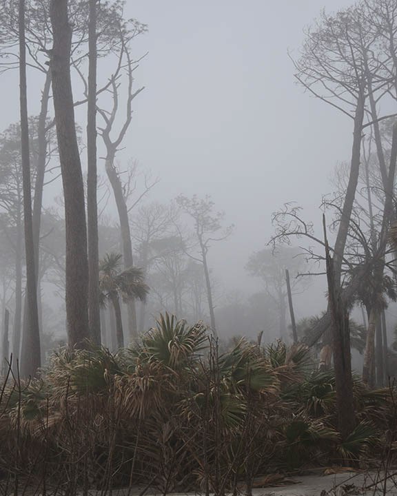 Hunter Island State Park, SC  1  Digital Photograph