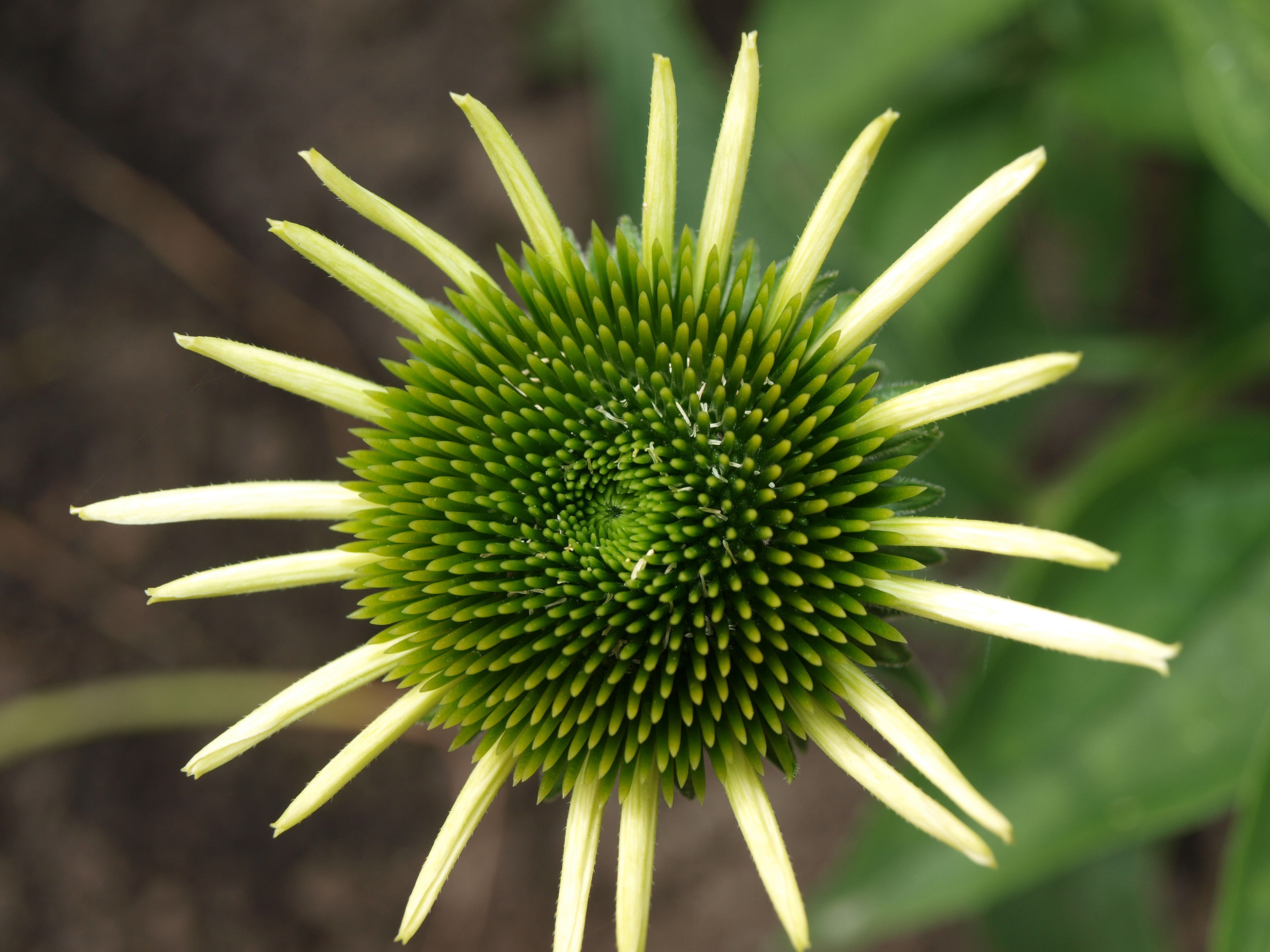 Montreal Botanical Garden 1  Digital Photograph