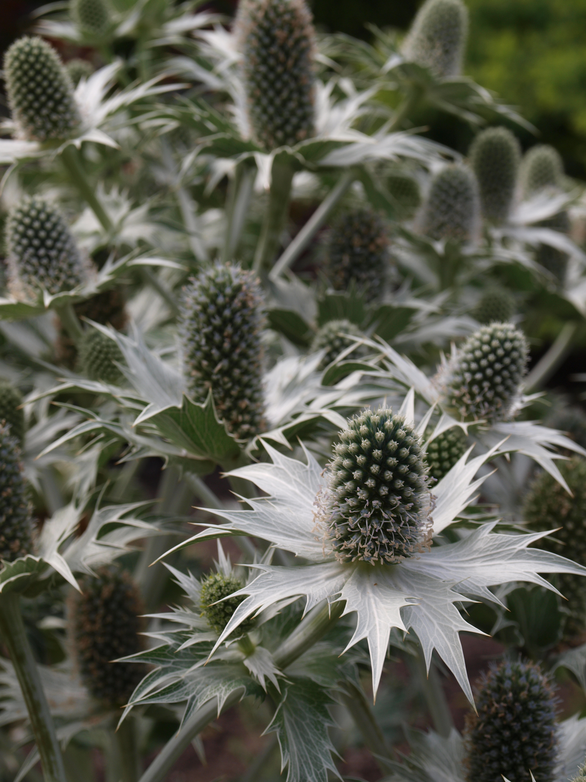 Montreal Botanical Garden 3  Digital Photograph