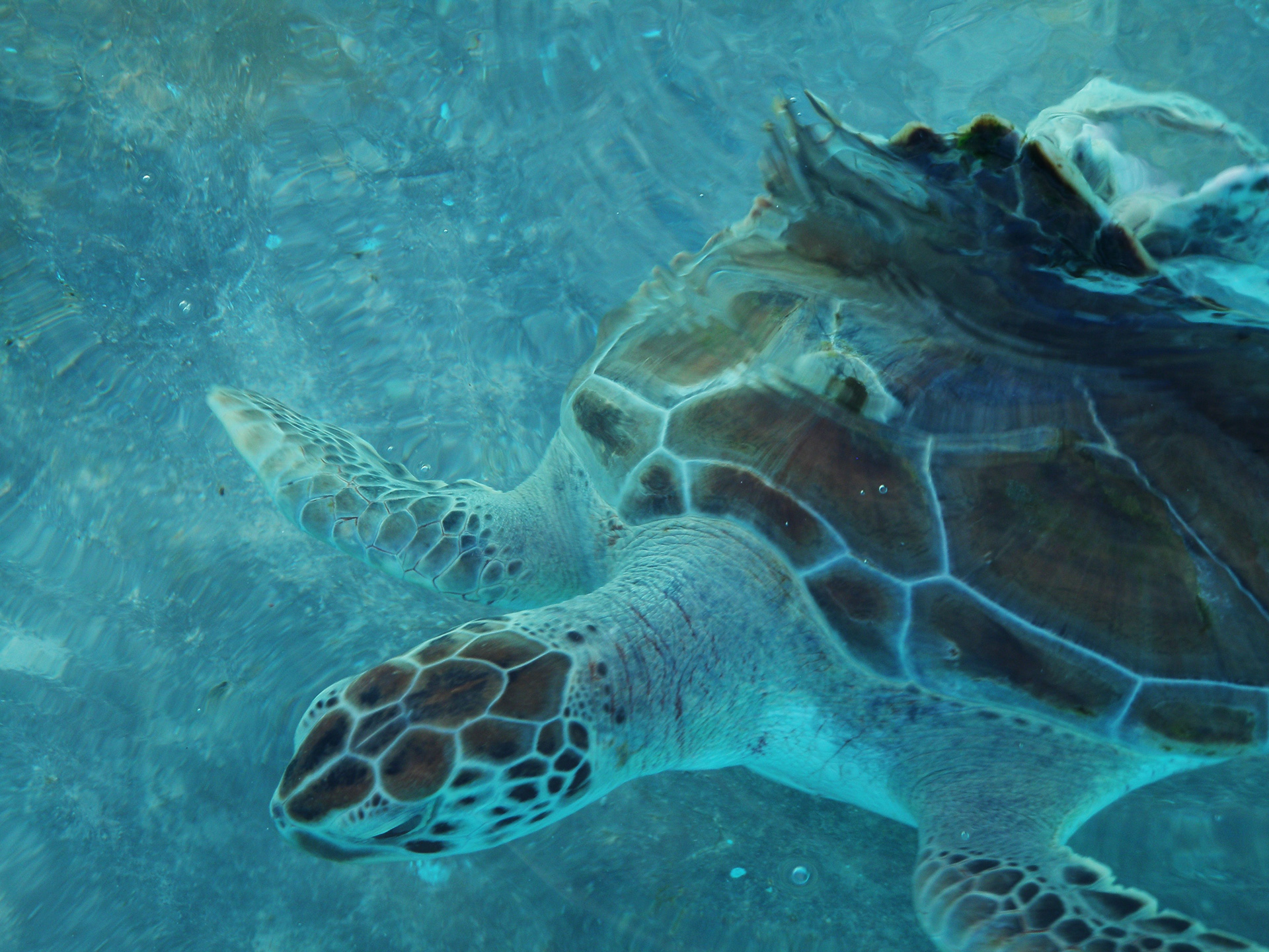 Turtles of Isla Murajes  Digital Photograh