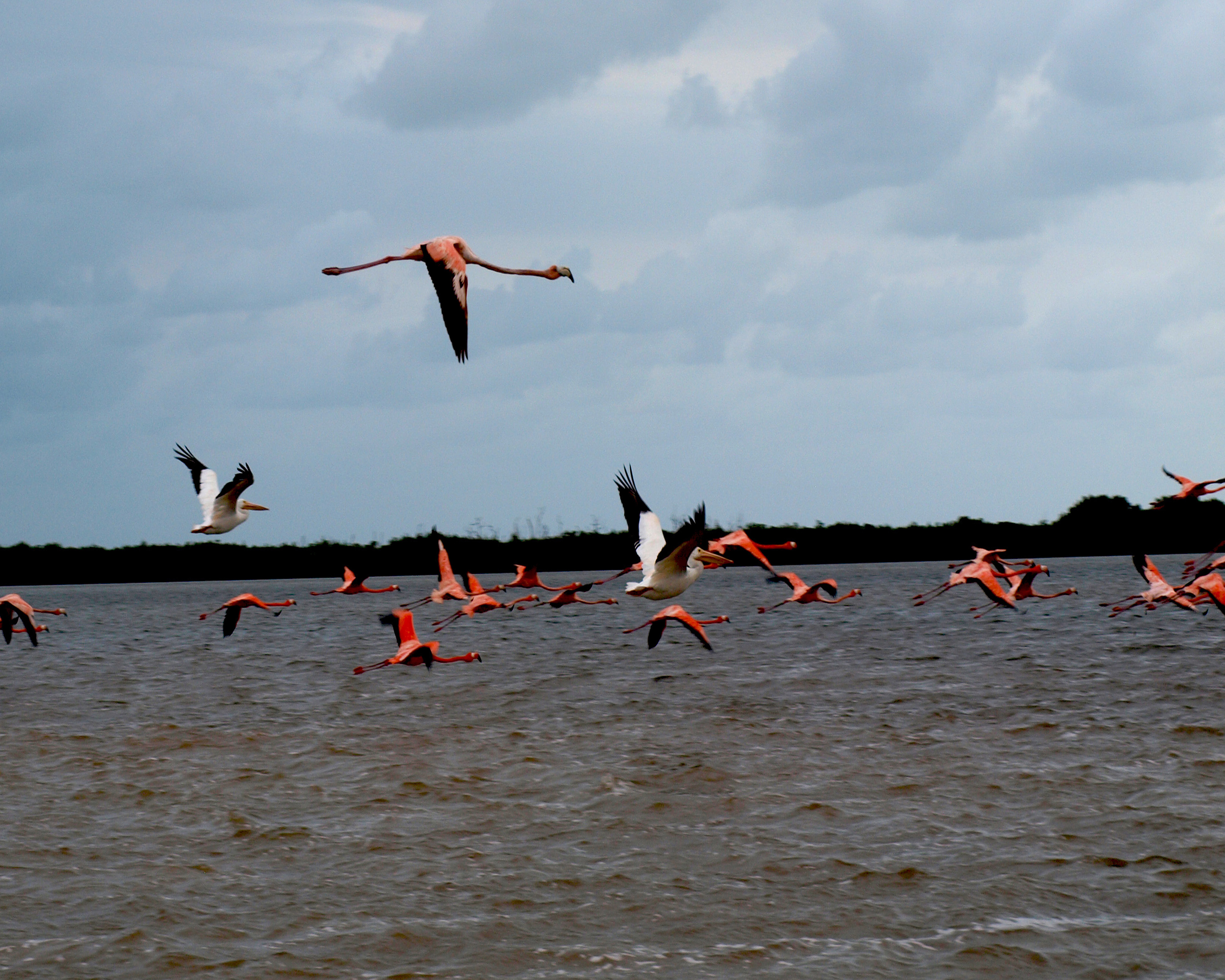 Flamingos of Rio Lagartos 4  Digital Photograph