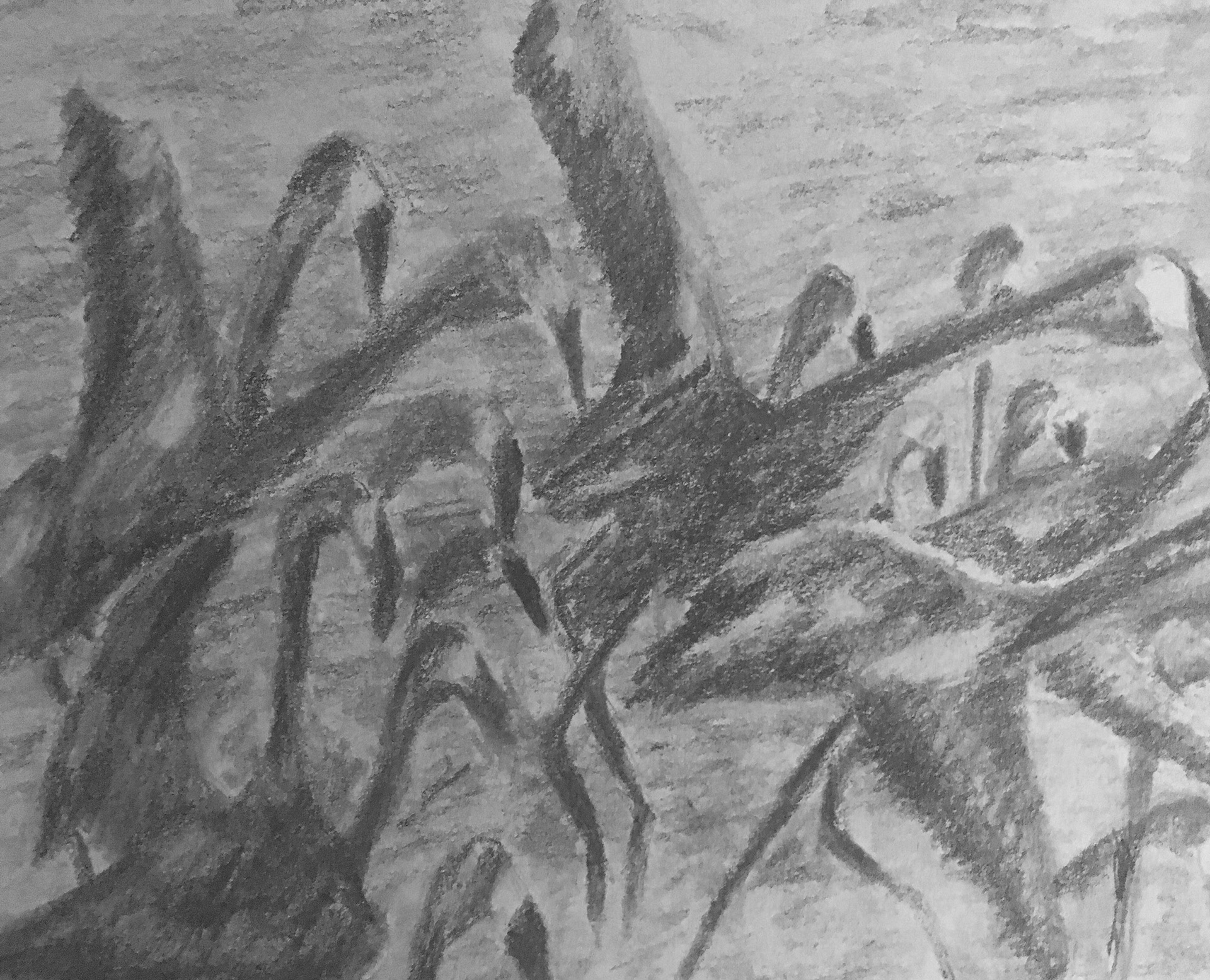 Flamingos of Rio Lagartos  Graphite on Paper