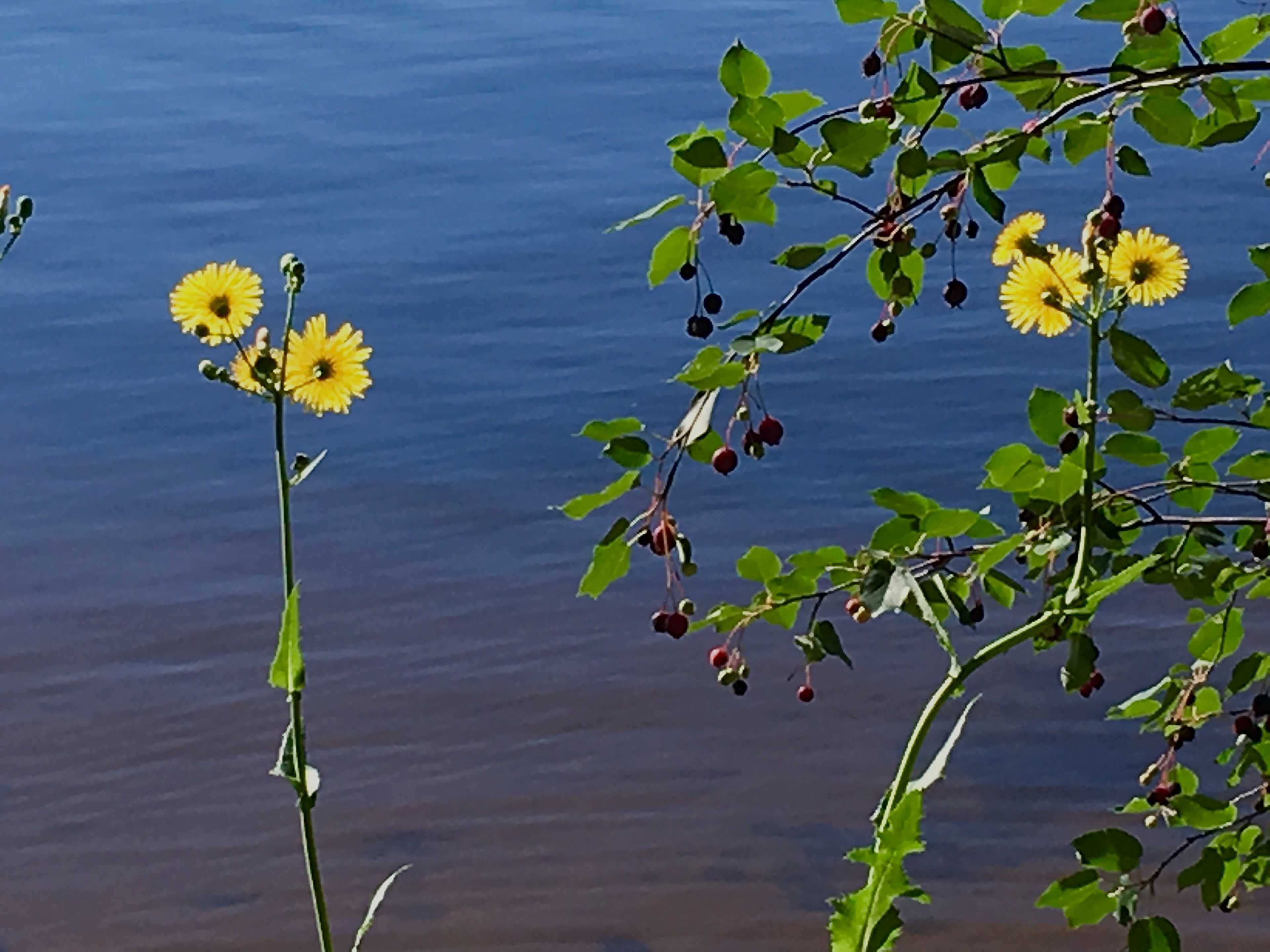 Minnesota Wildflowers 4  Digital Photograph