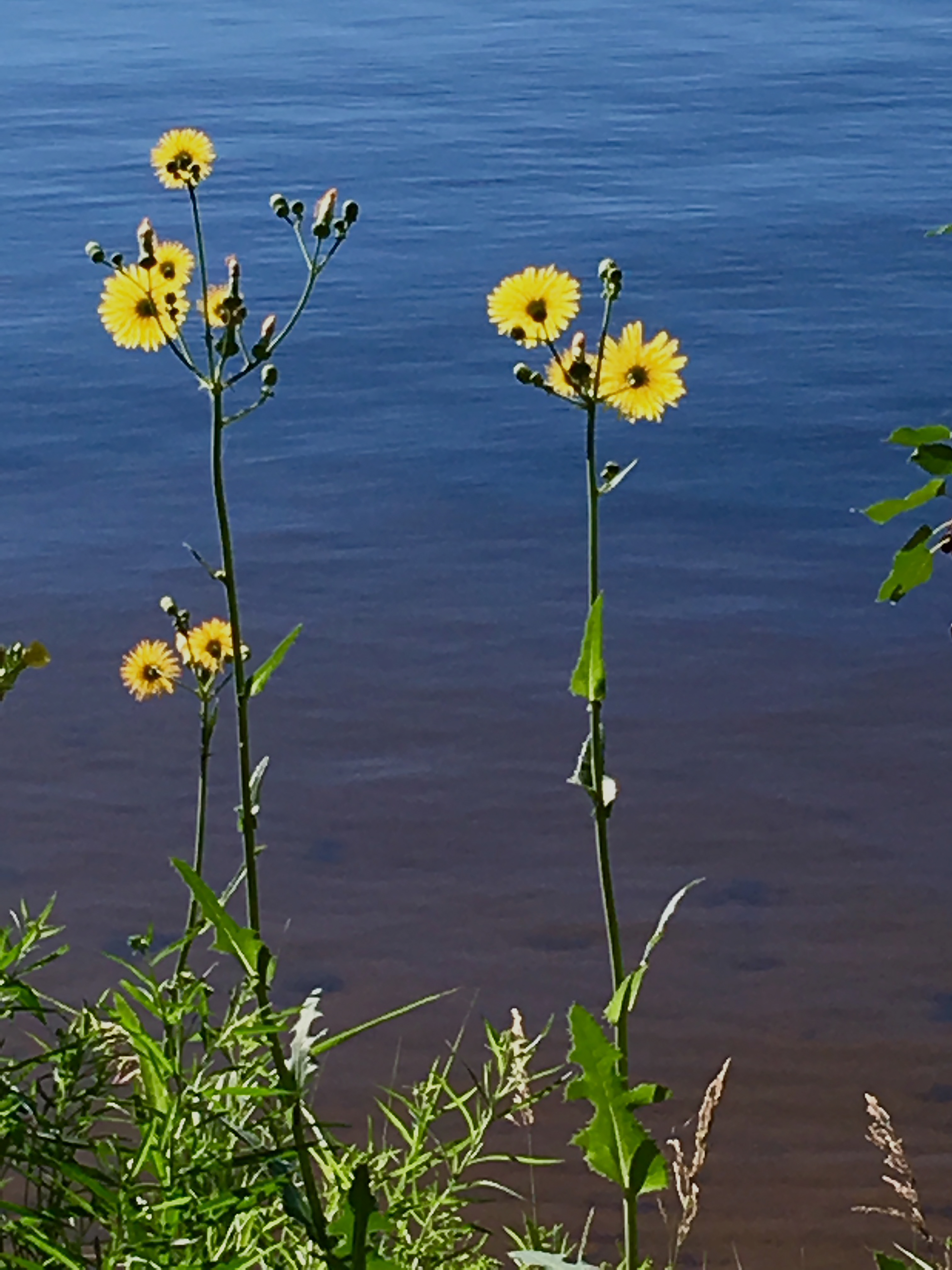 Minnesota Wildflowers 6  Digital Photograph