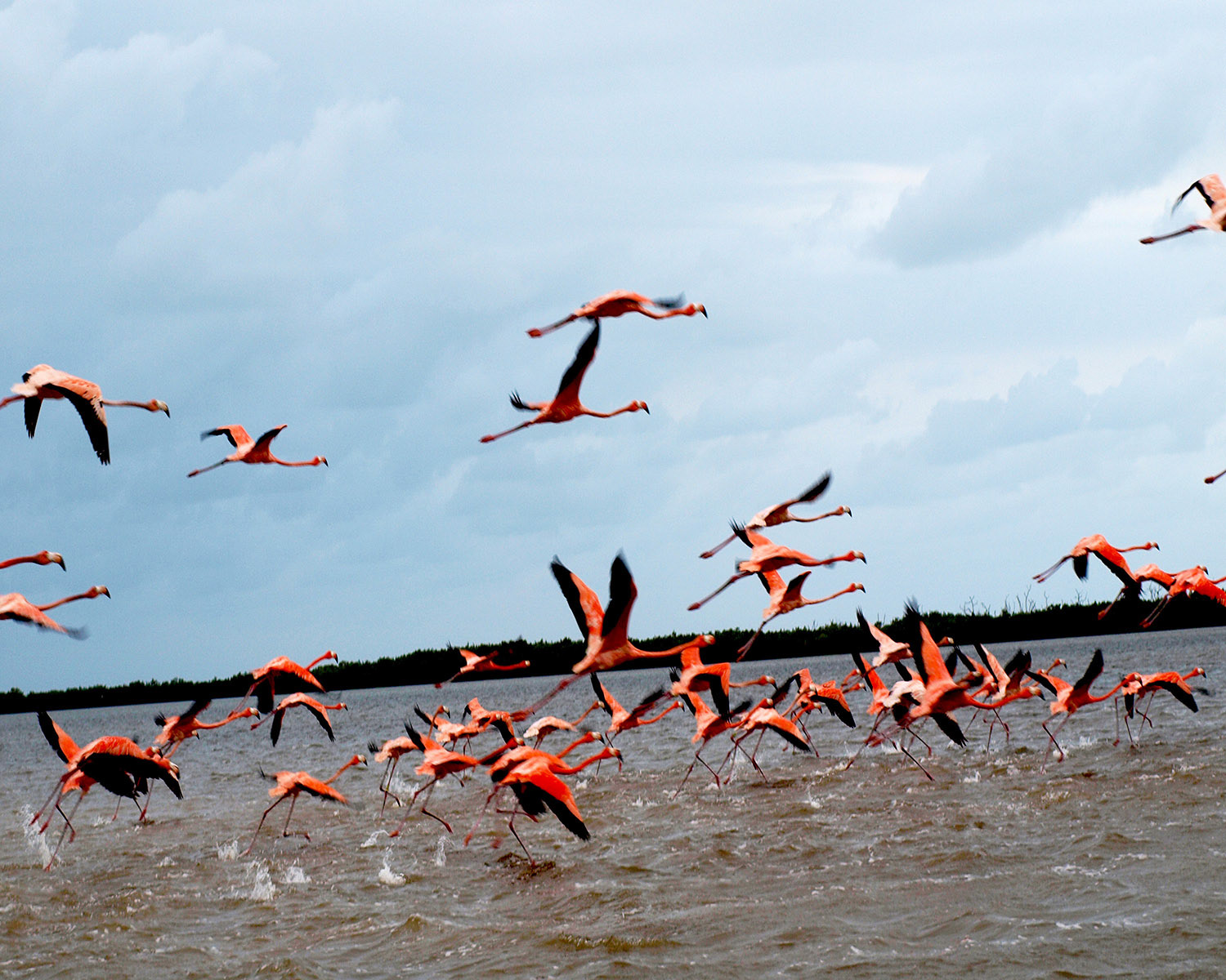 Flamingos of Rio Lagartos 3  Digital Photograph