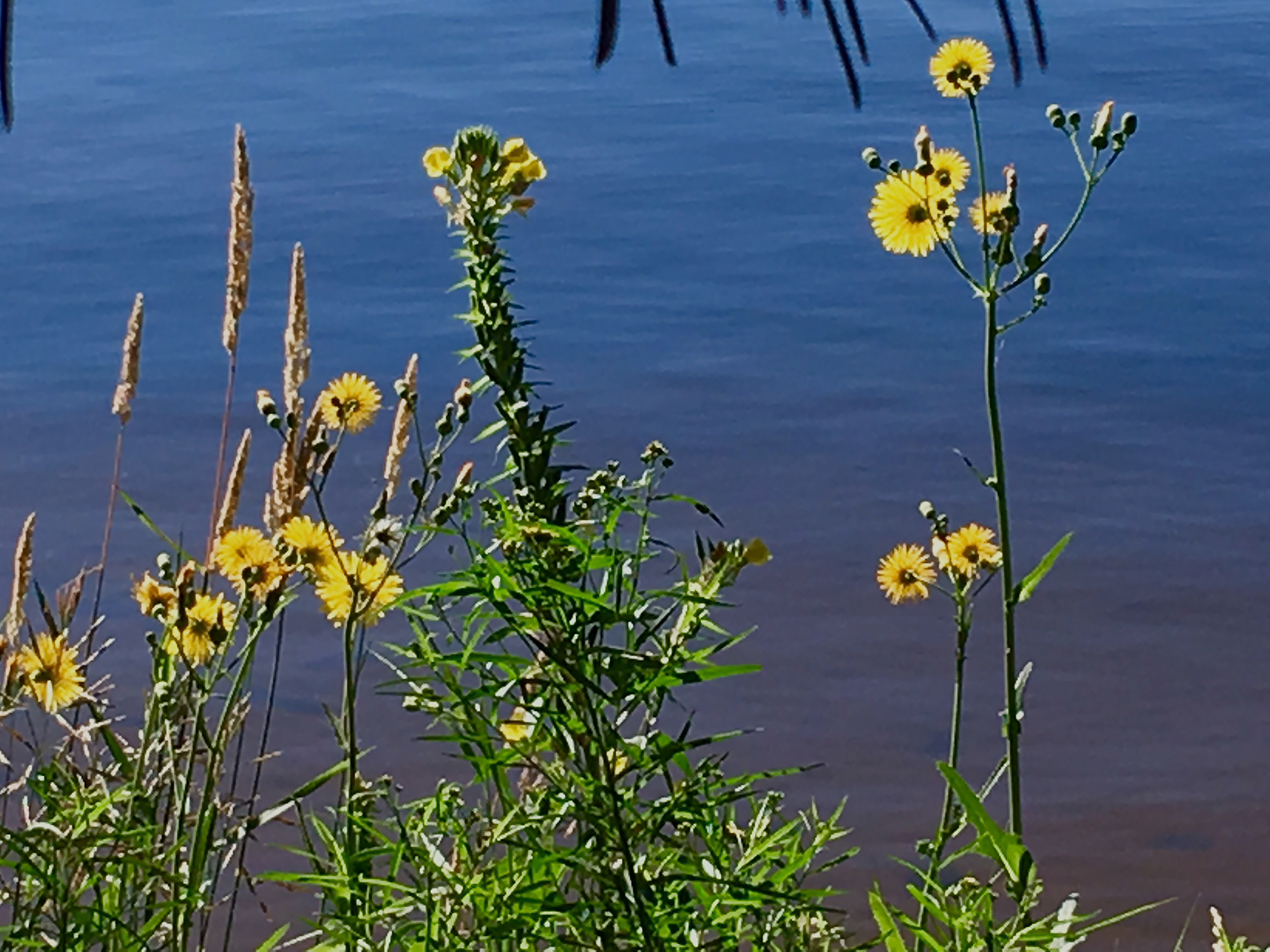Minnesota Wildflowers 5  Digital Photograph