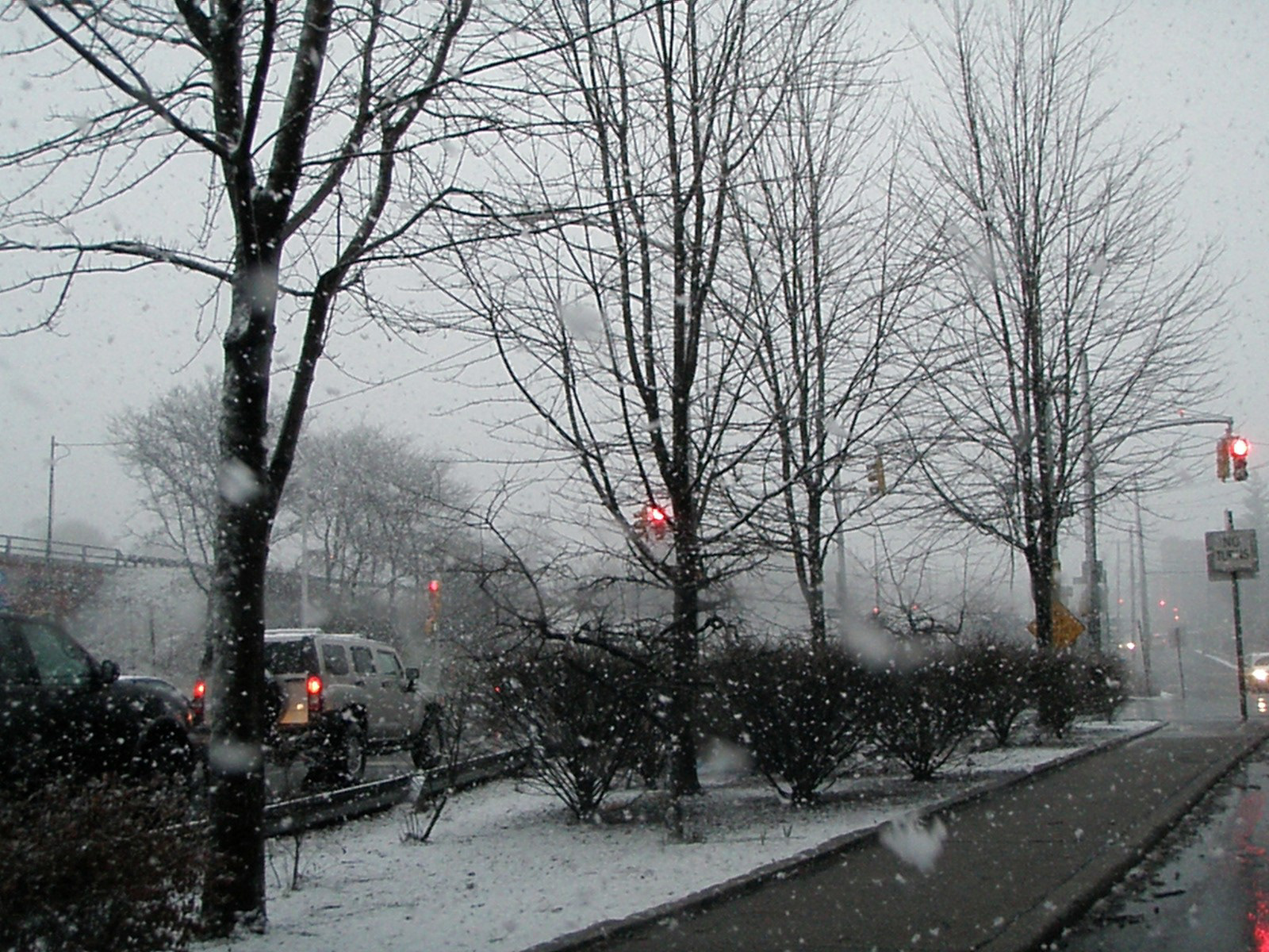 In Like a Lion 2  Digital Photograph