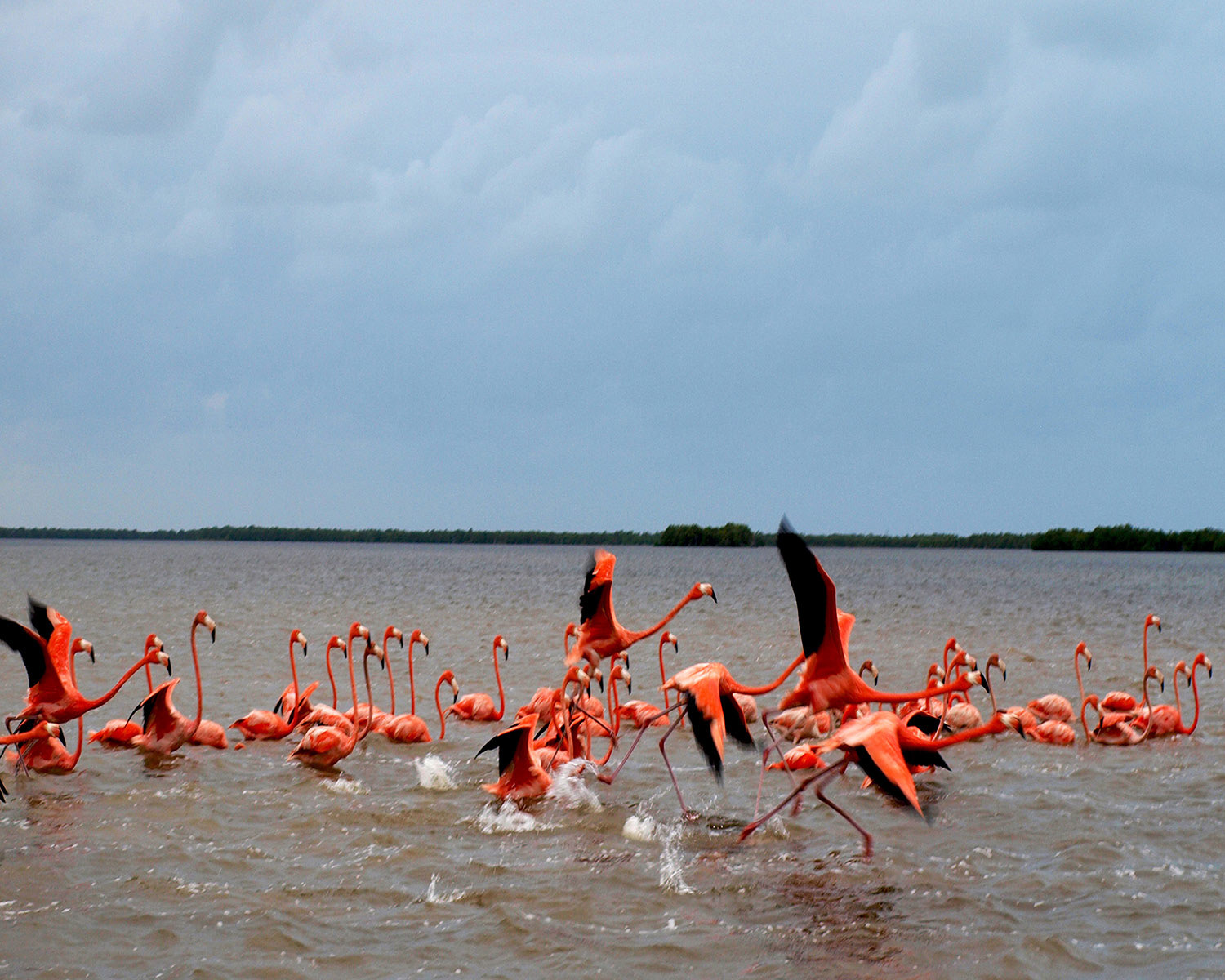Flamingos of Rio Lagartos 2  Digital Photograph