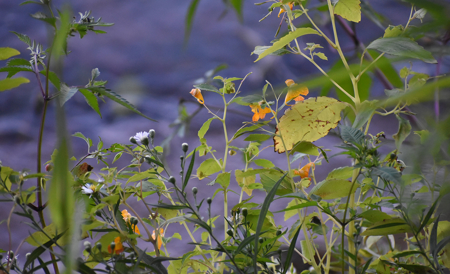 Minnesota Wildflowers 1  Digital Photograph