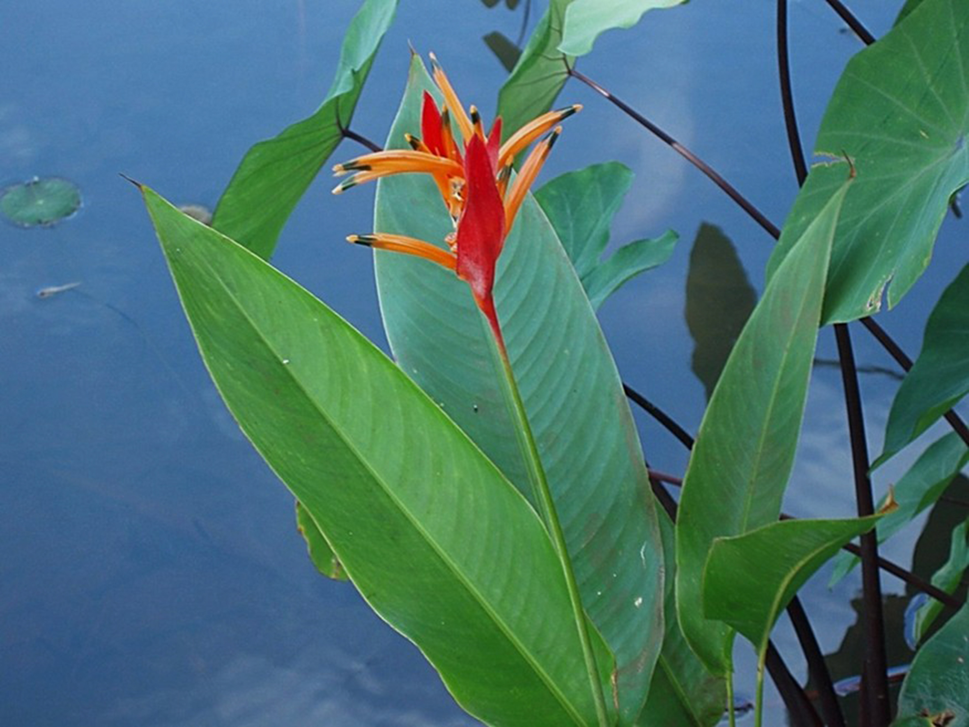 Flowers of Kauai 1  35mm Color Photograph