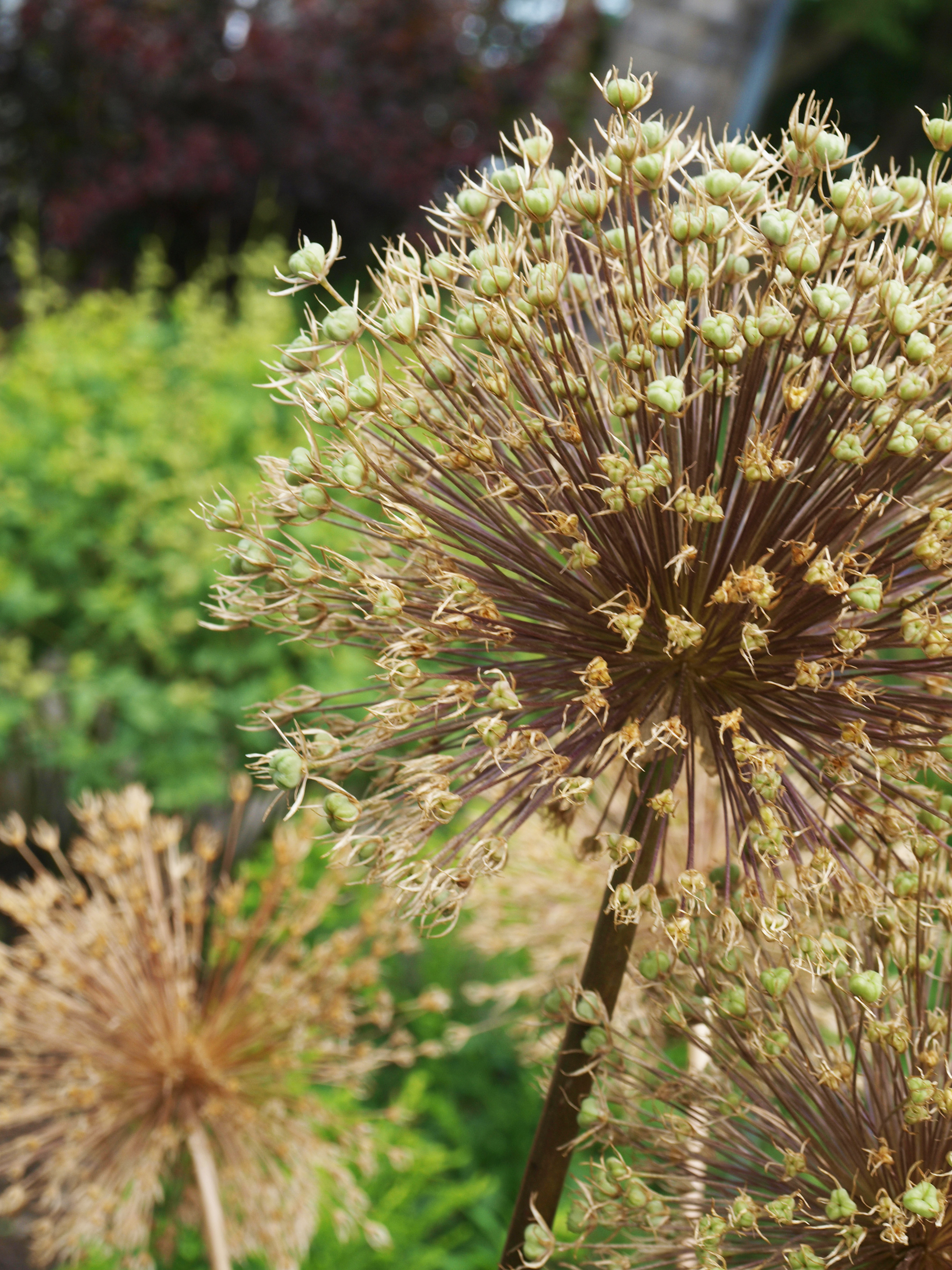 Montreal Botanical Garden 2  Digital Photograph