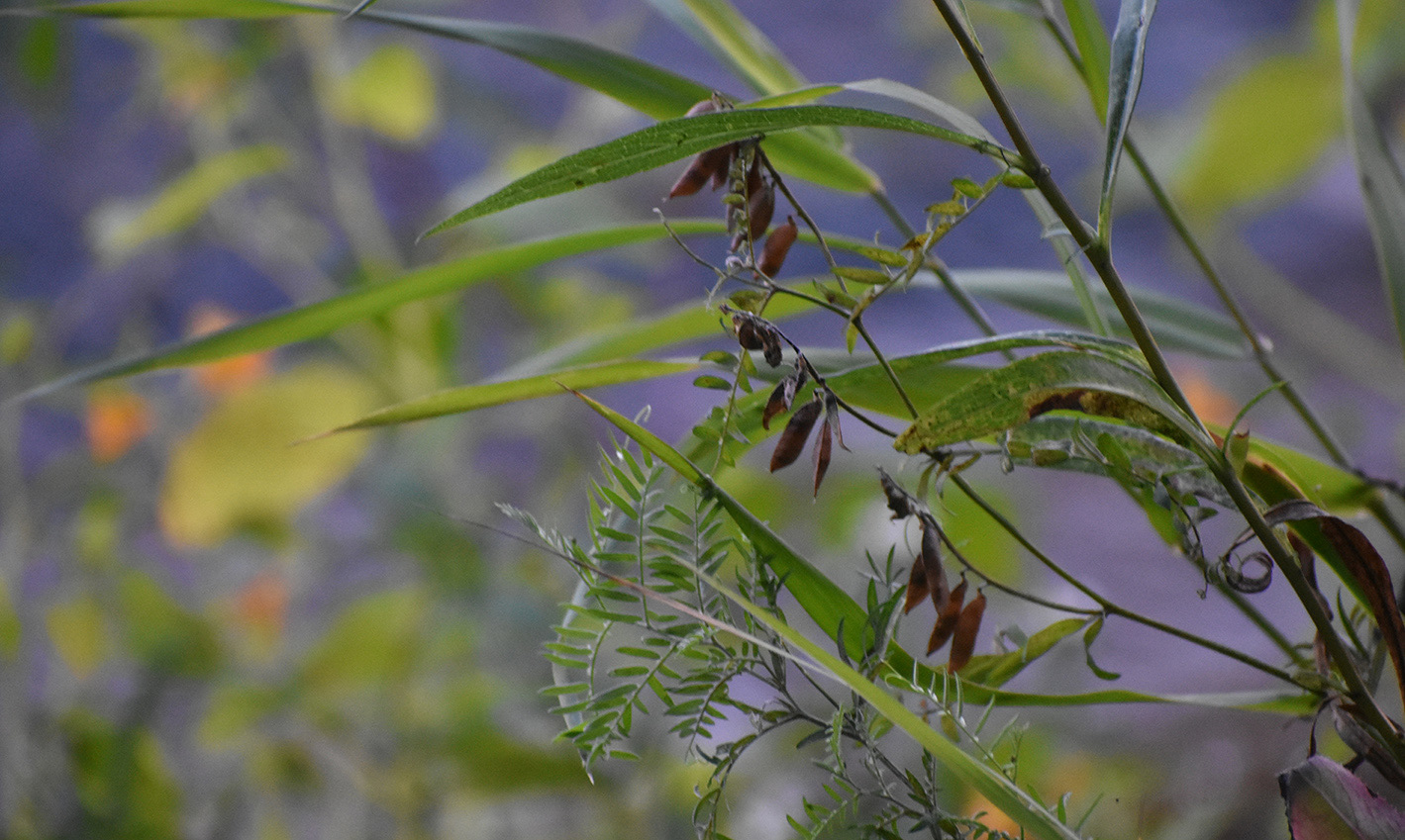 Minnesota Wildflowers 2 Digital Photogaph