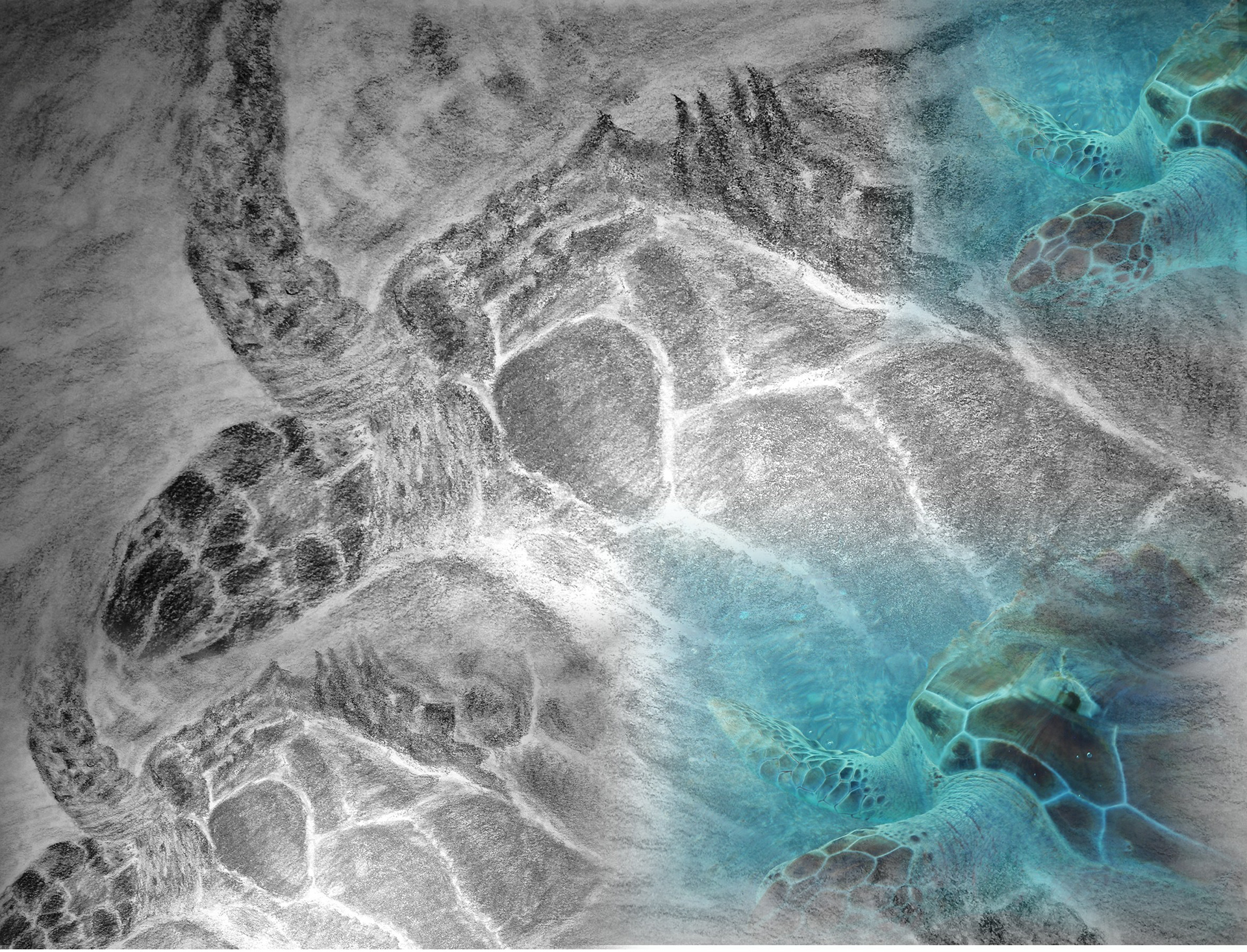 Turtle of Isla Murajes  Digital Photograph