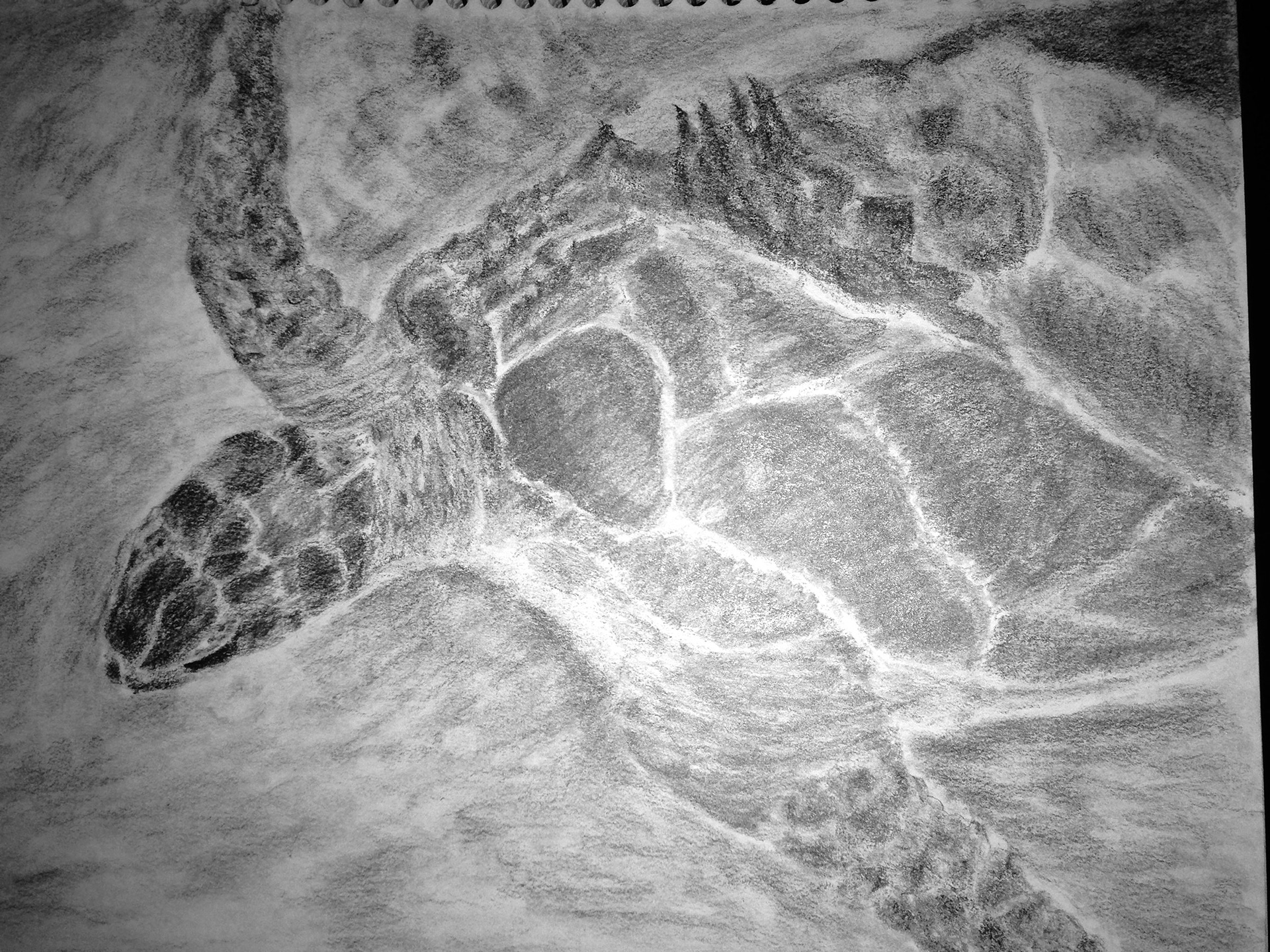 Turtles of Isla Mujeres  Graphite on Paper
