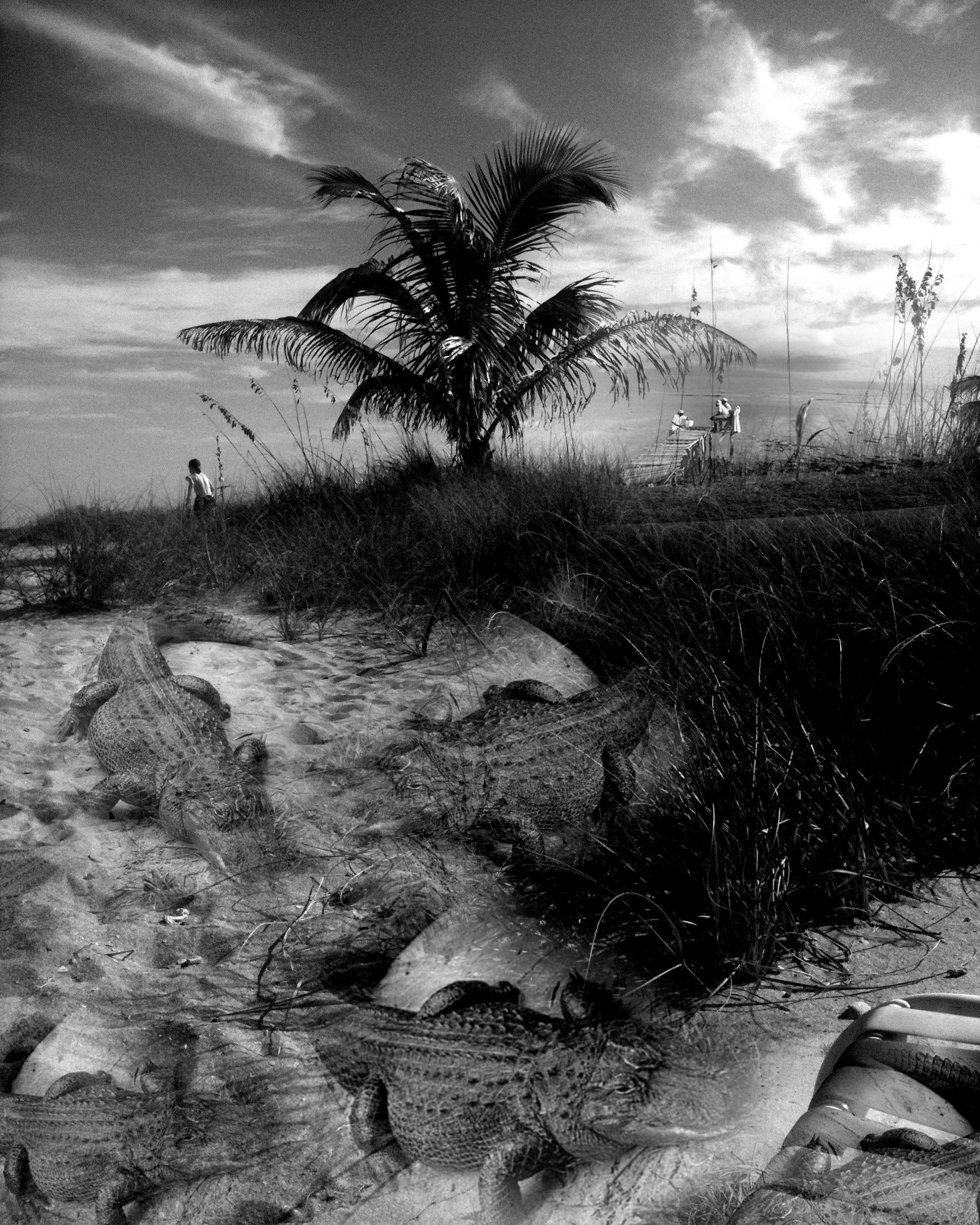 Another Day at the Beach 1  Digital Photograph