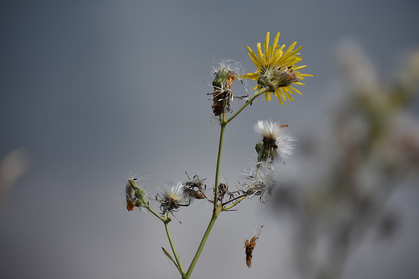 Minnesota Wildflowers 8  Digital Photograph