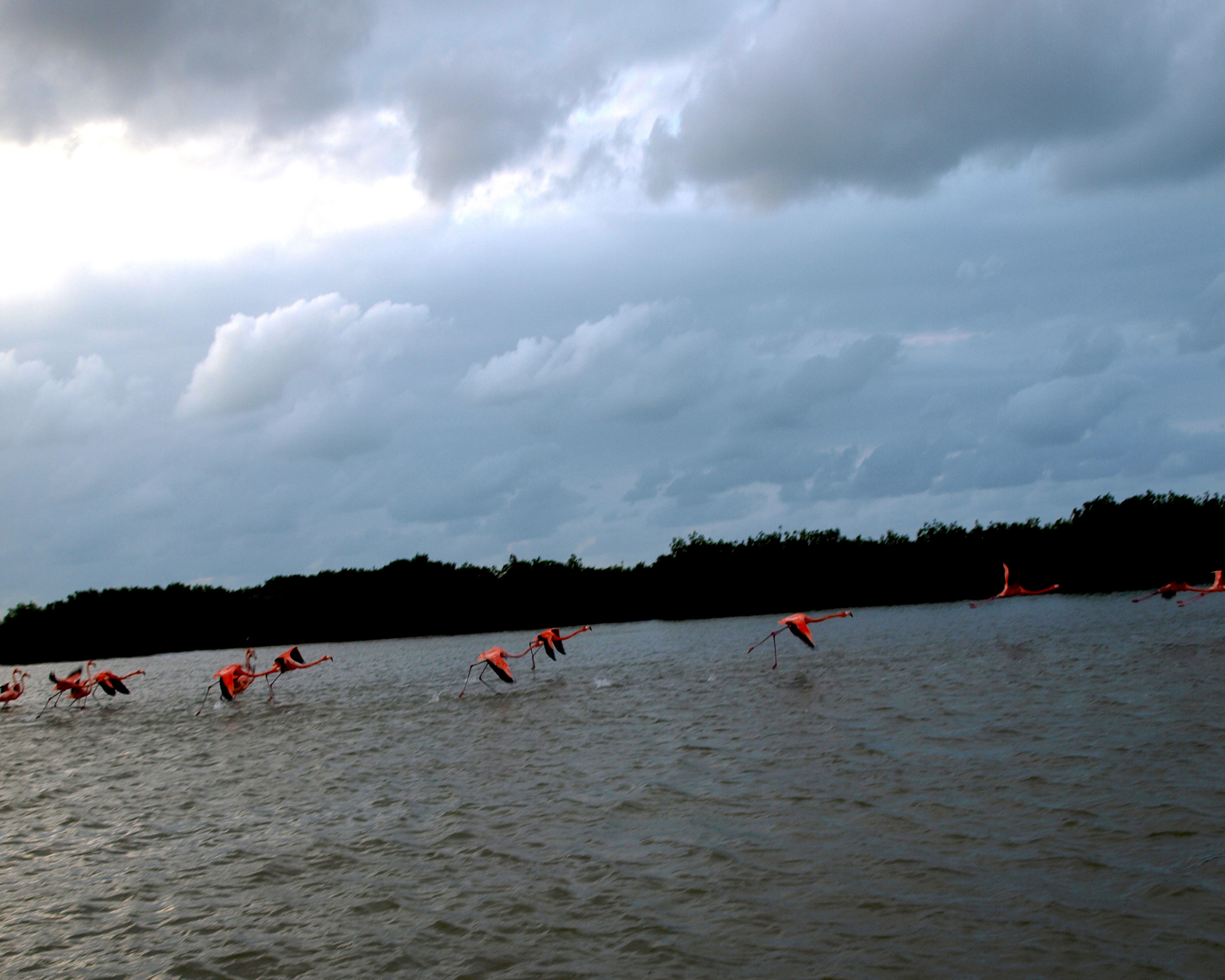 Flamingos of Rio Lagartos 5  Digital Photograph