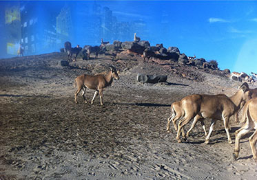 Plains of New York  Digital Photograph