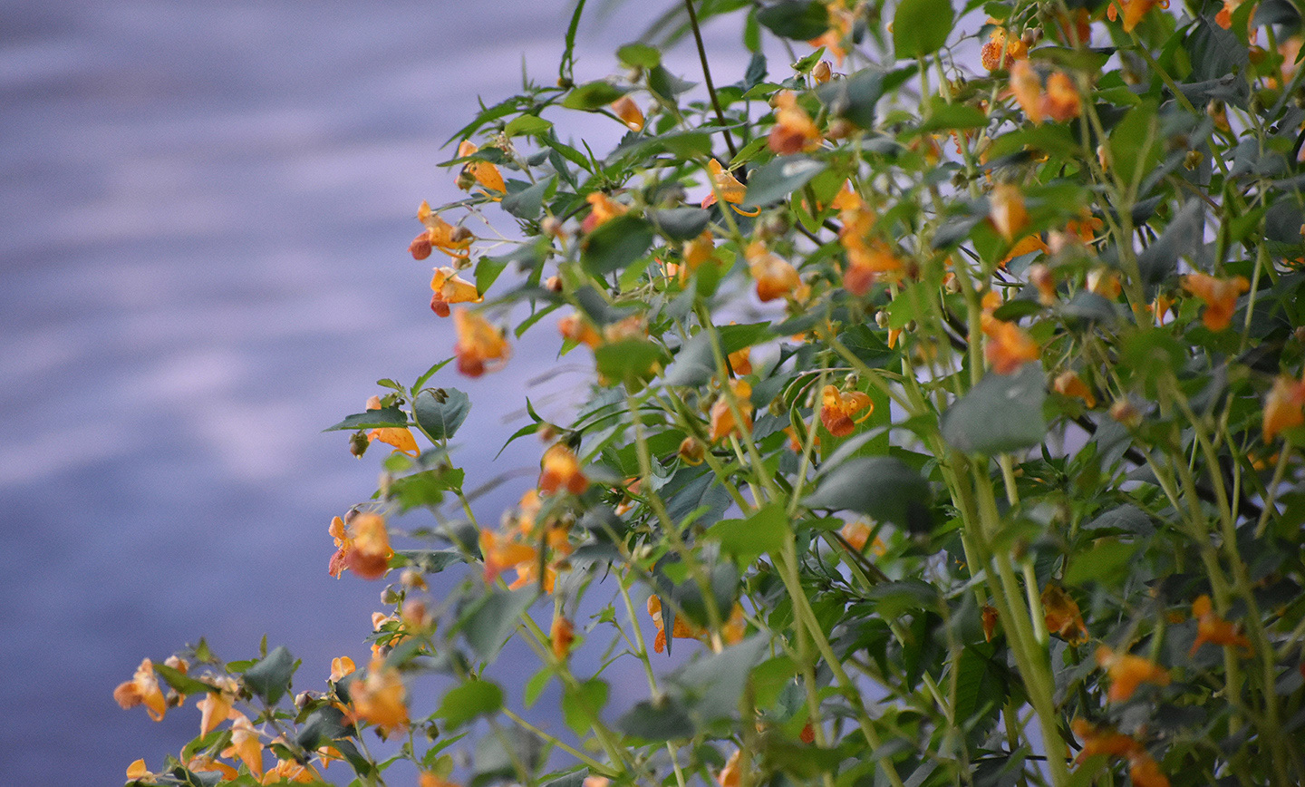 Minnesota Wildflowers 3  Digital Photograph