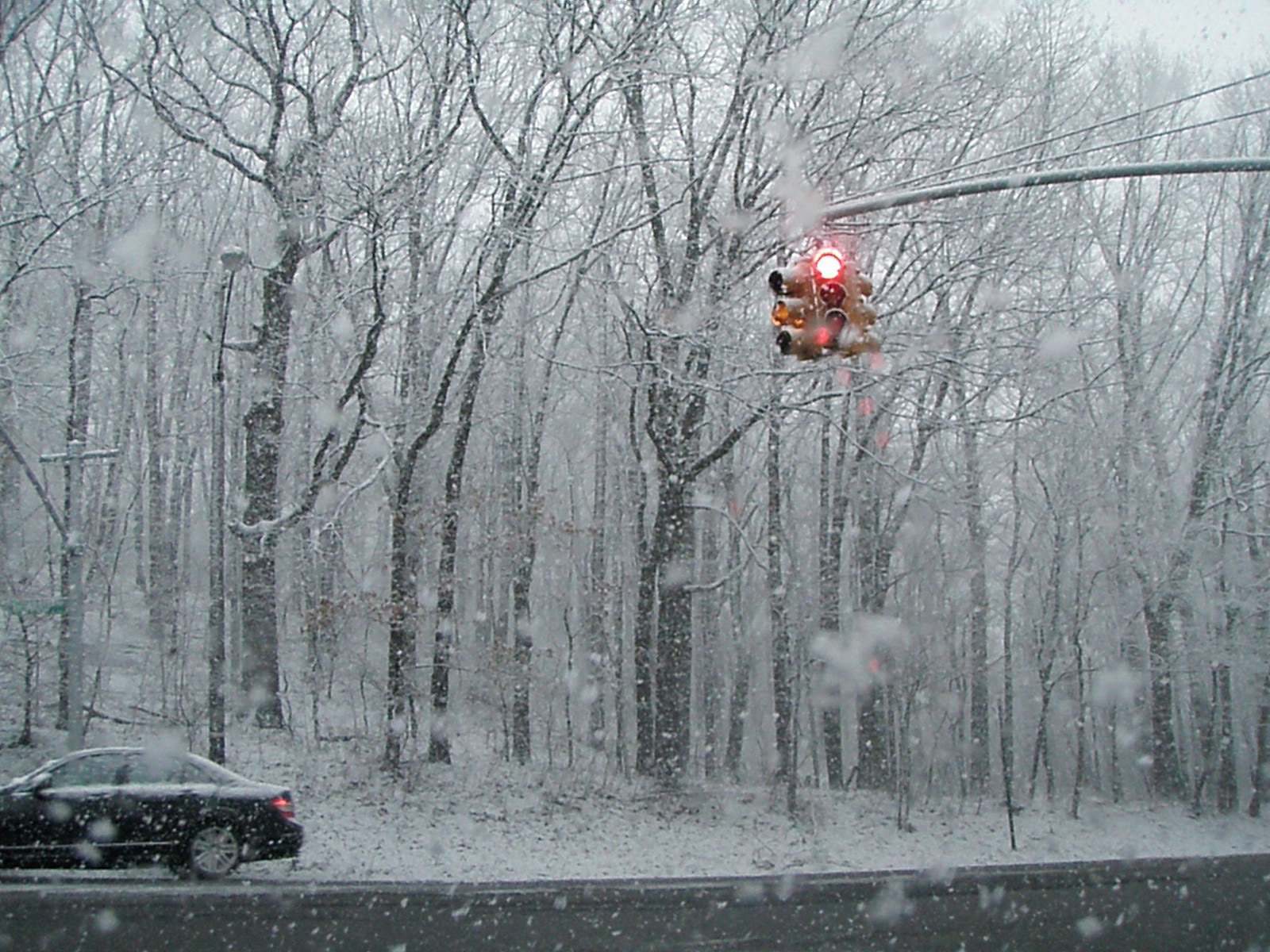 In Like a Lion 1  Digital Photograph