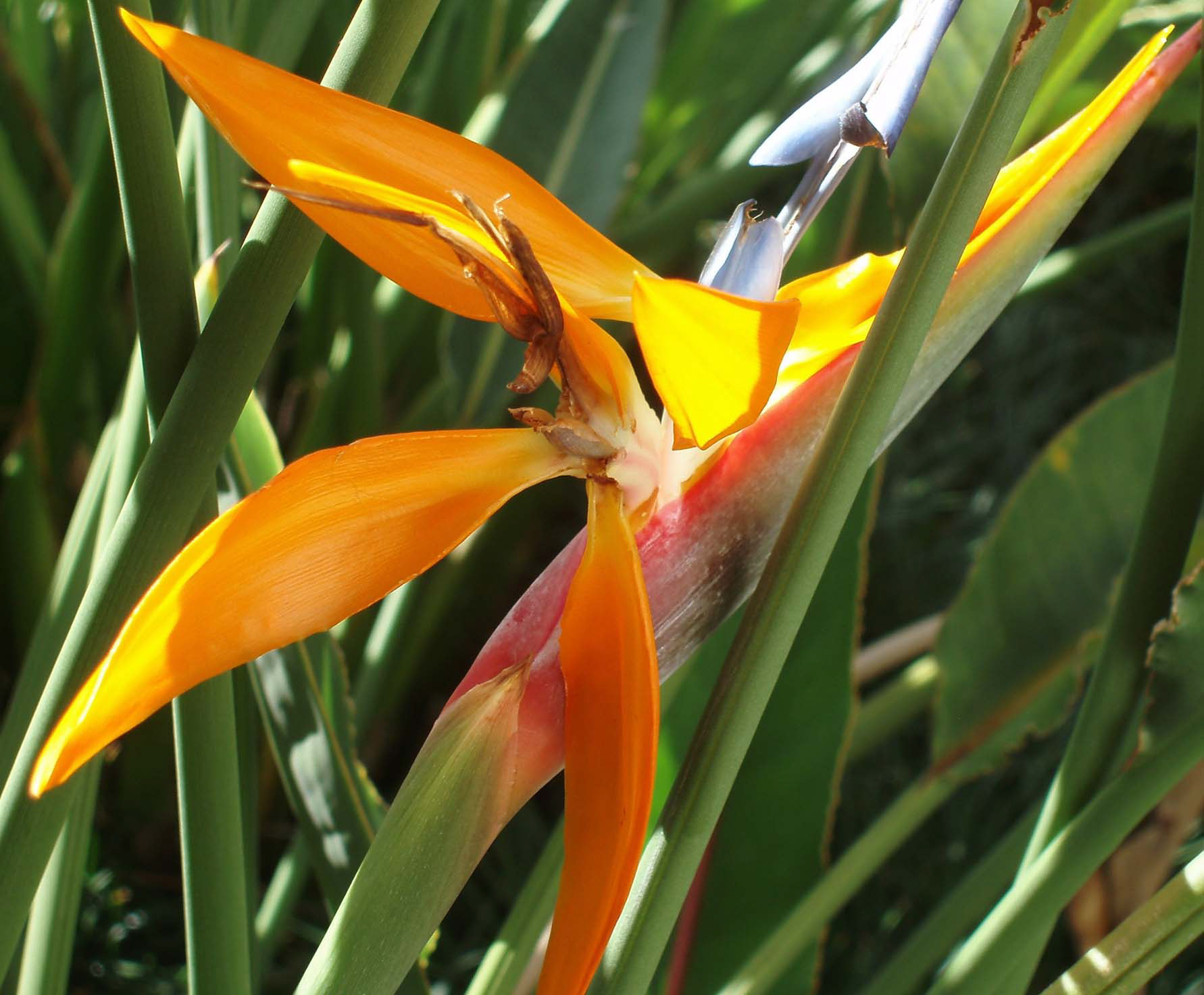 Flowers of Kauai 4  35mm Color Photograph