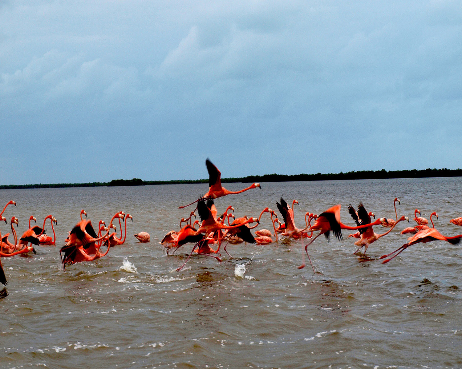 Flamingos of Rio Lagartos 1  Digital Photograph