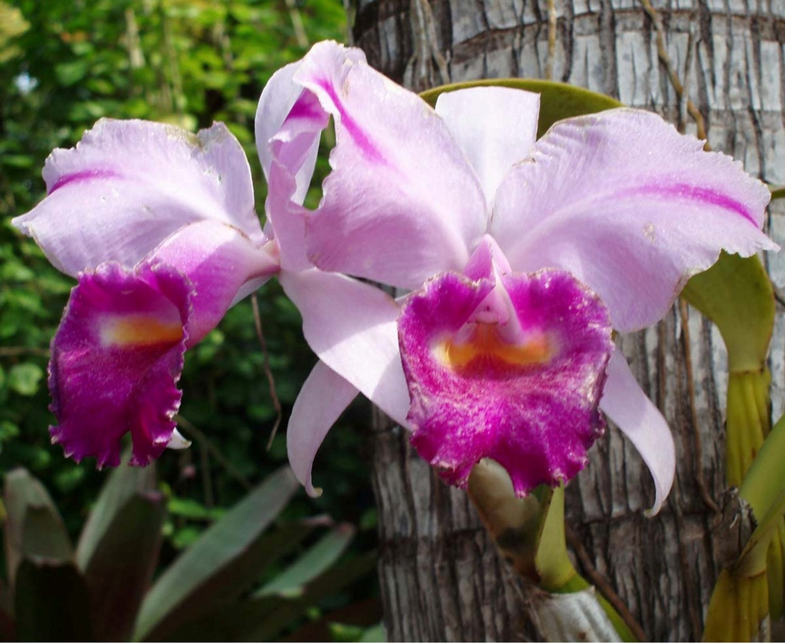 Flowers of Kauai  3  35mm Color Photograph