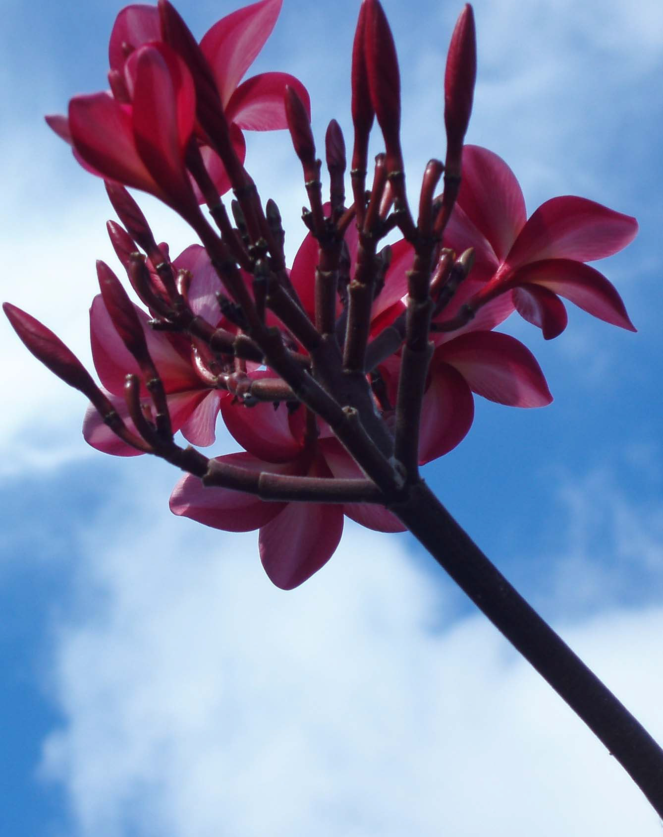 Flowers of Kauai  35mm Color Photograph