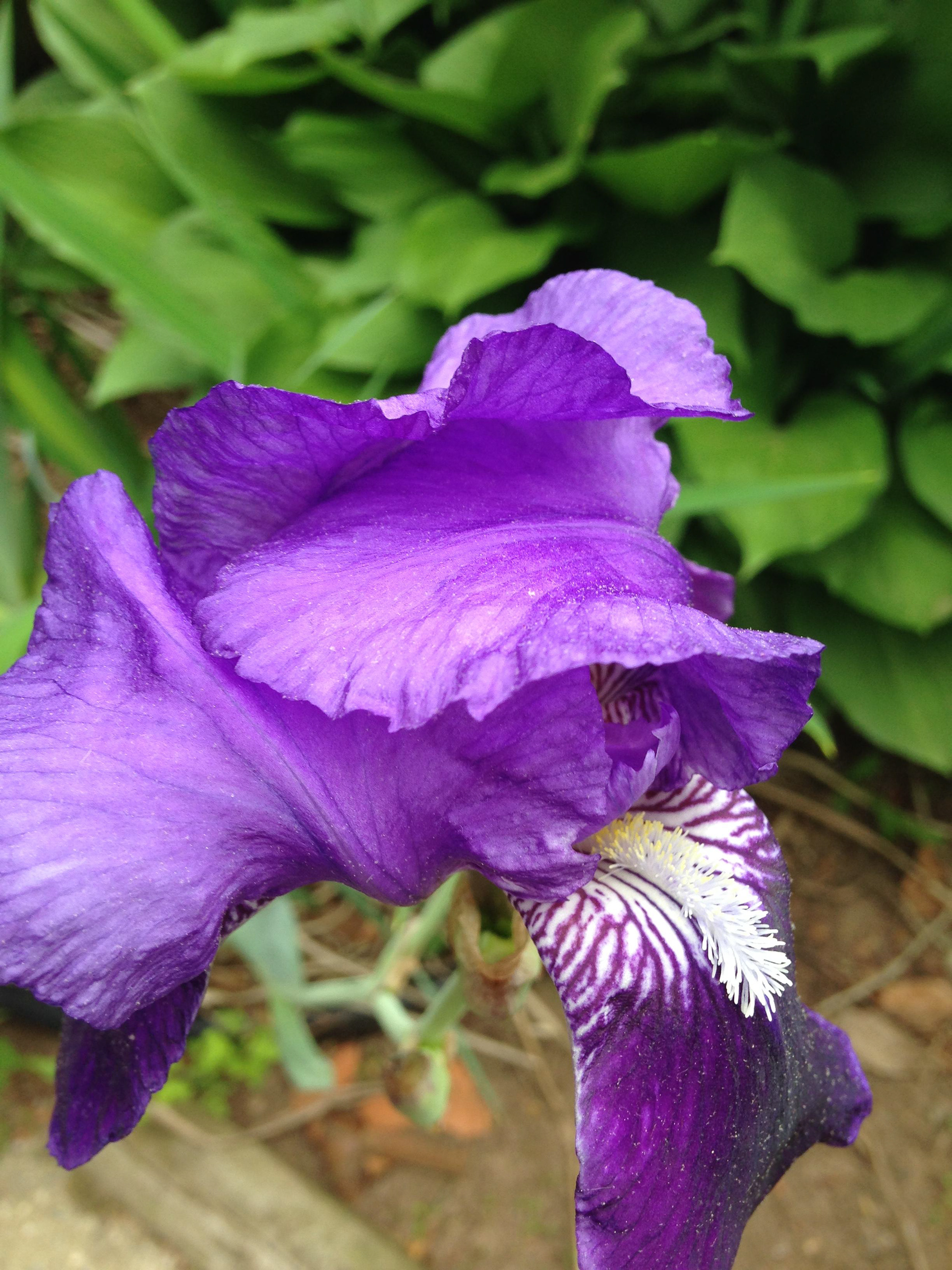 :Purple Iris  Digital Photograph