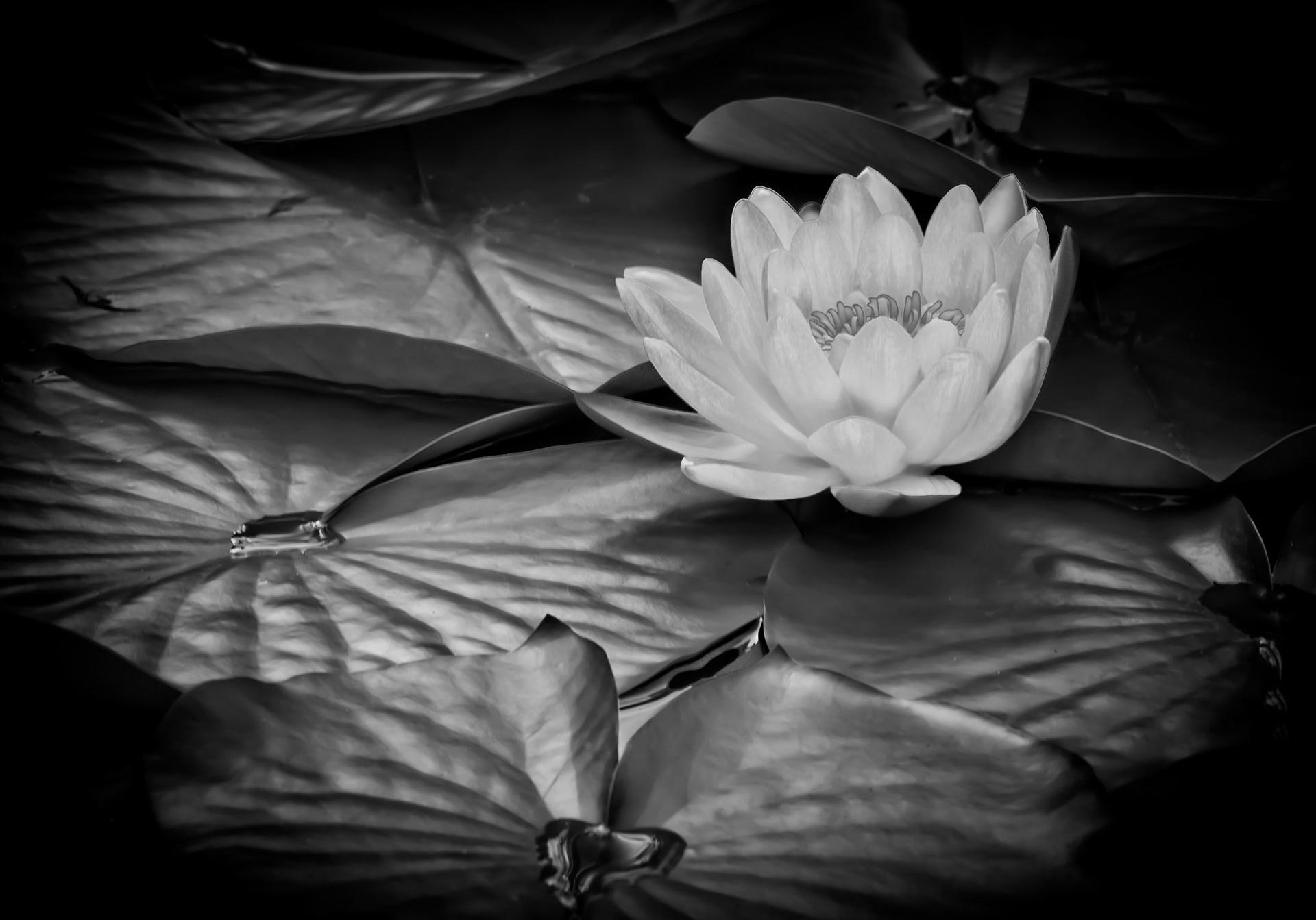 Black and white treatment of lily at San Diego Botanic Garden, Encinitas, California, USA.