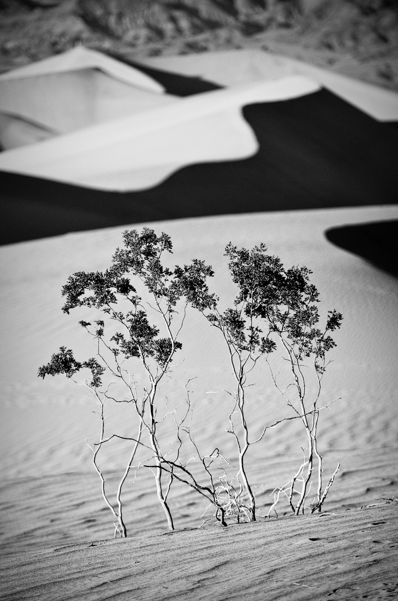 A lone plant manages to thrive in the harsh environment of Mesquite Sand Dunes in Death Valley National Park, California, USA.