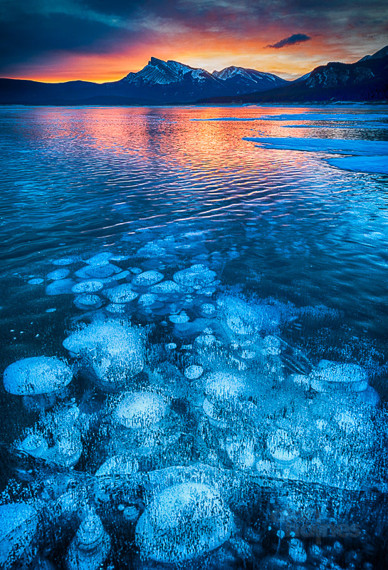 Methane gas bubbles frozen under the ice at Abraham Lake, Alberta, Canada