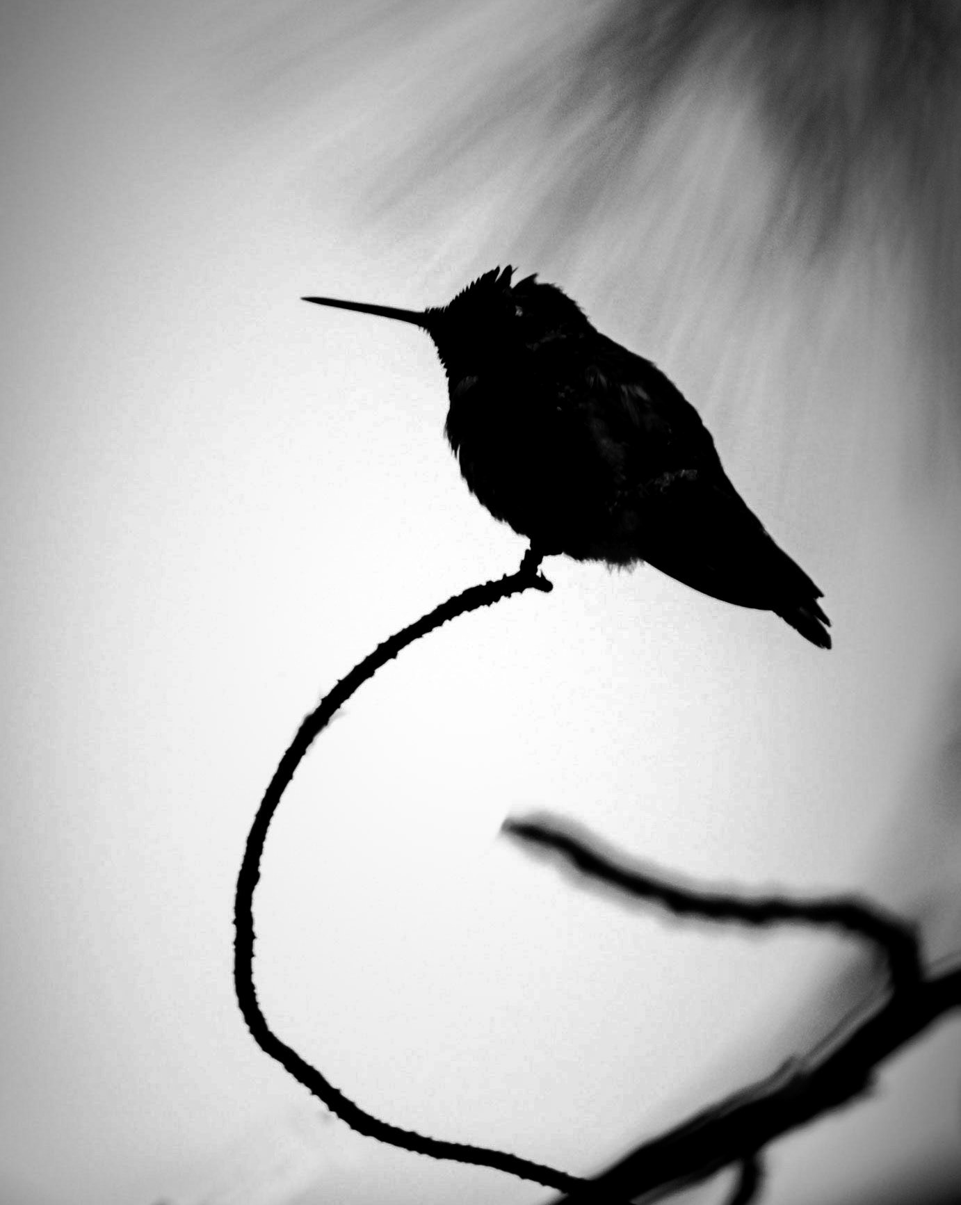 A hummingbird silhouetted against a bright sky while resting on a twig of a pine tree in San Diego, California, USA