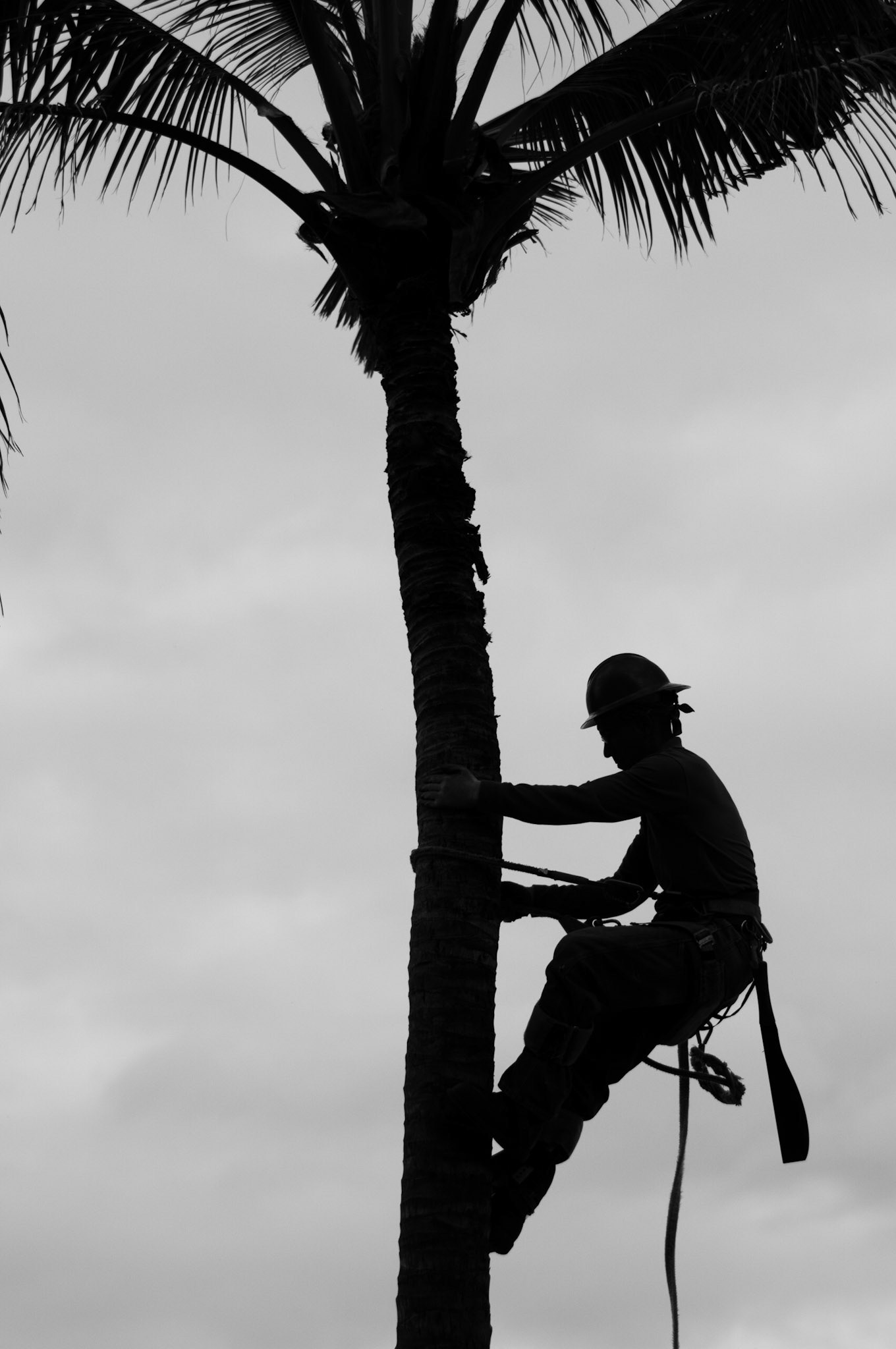 Silhouette of a tree trimmer, Waikiki, Honolulu, Hawaii, USA.