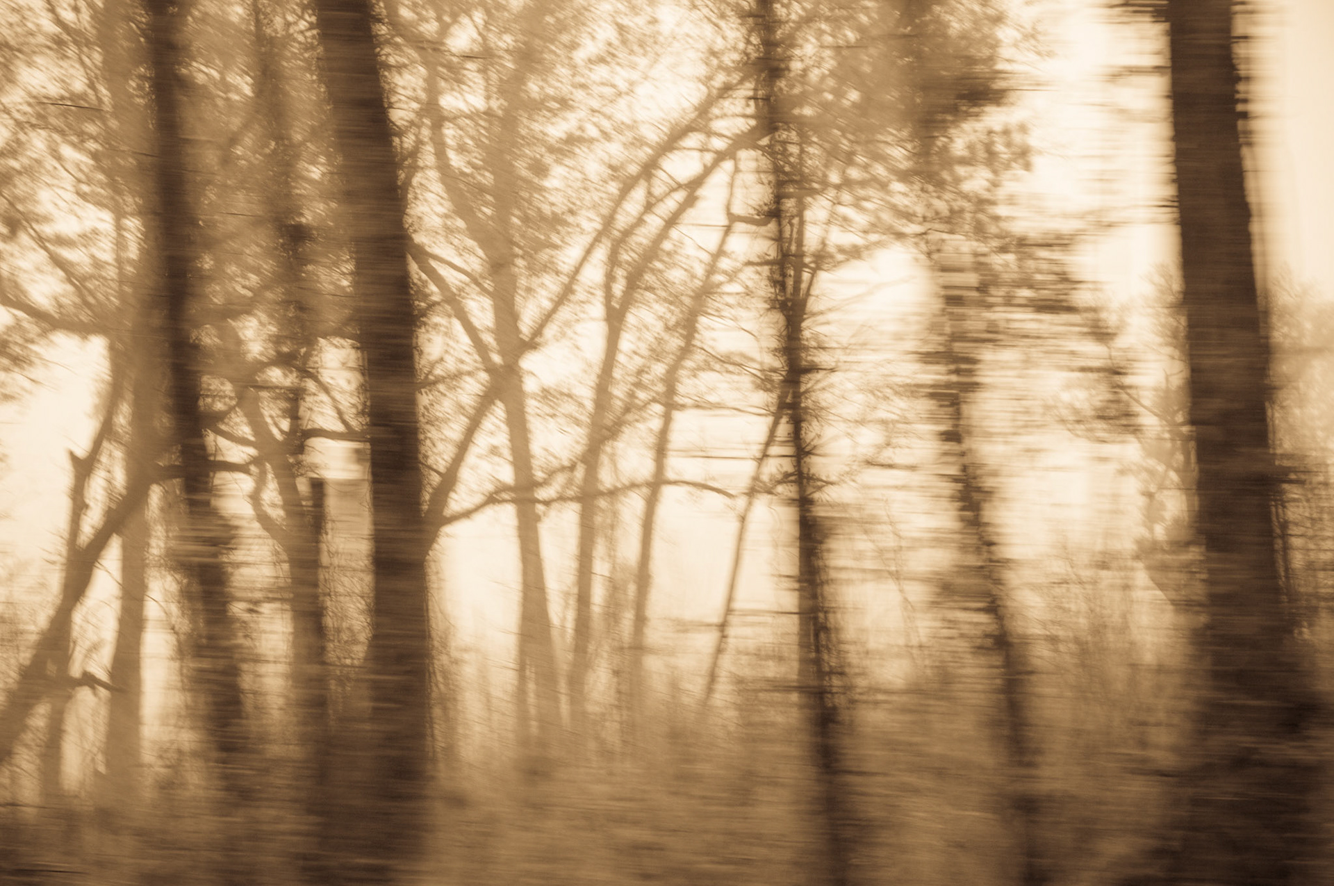 South Carolina woods - drive by from car at 50mph on the way to Florida.